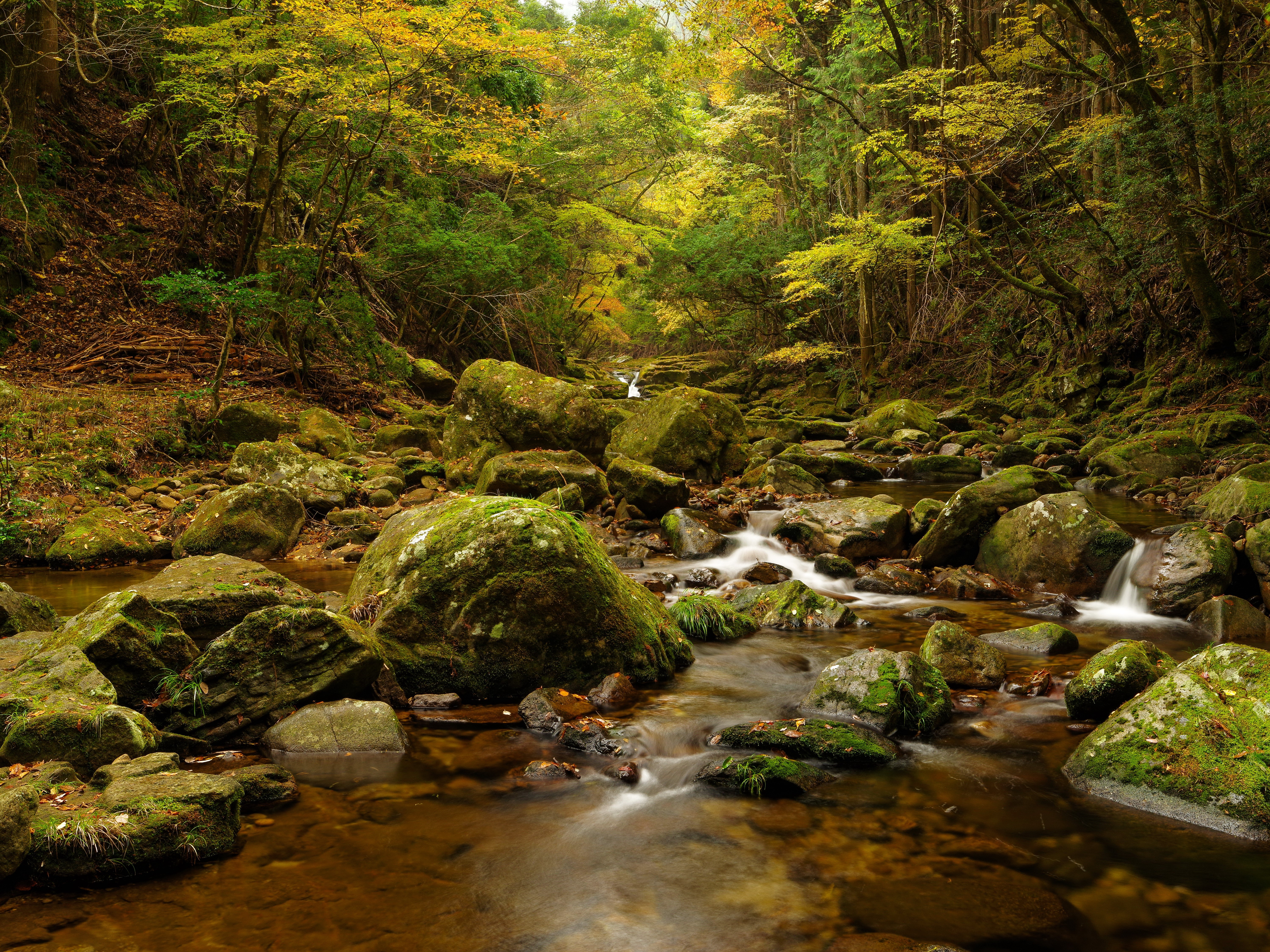 Mossy rocks in a forest stream with a small waterfall HD Wallpaper