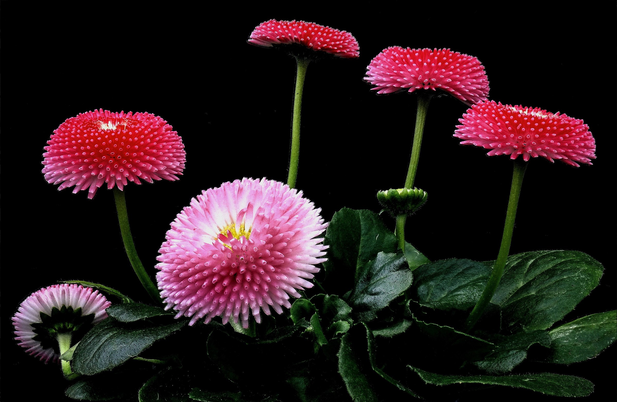 Pink and red daisies on a black background HD Wallpaper