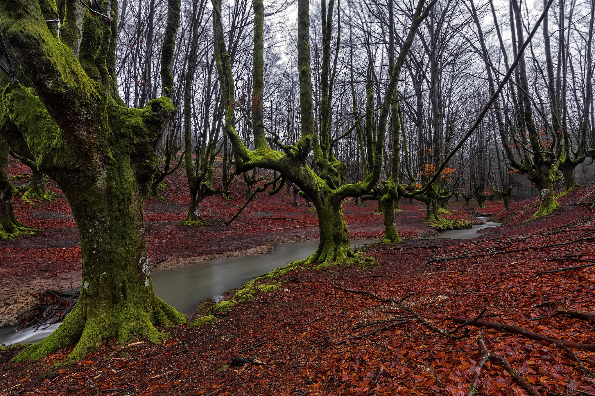 Moss-covered trees in Hayedo de Otzarreta, Basque Country, Spain HD Wallpaper