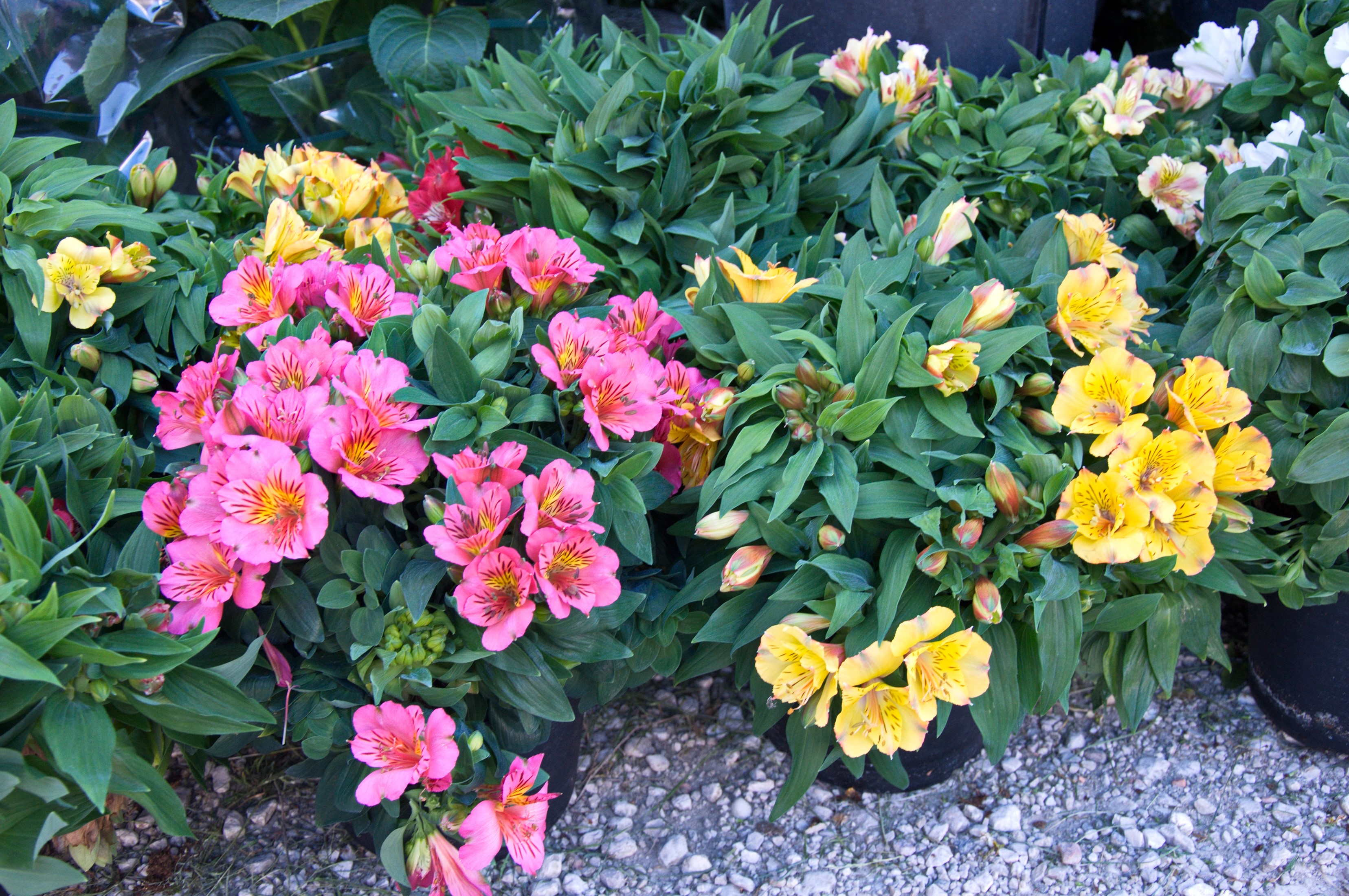 Pink and yellow Alstroemeria flowers in pots HD Wallpaper
