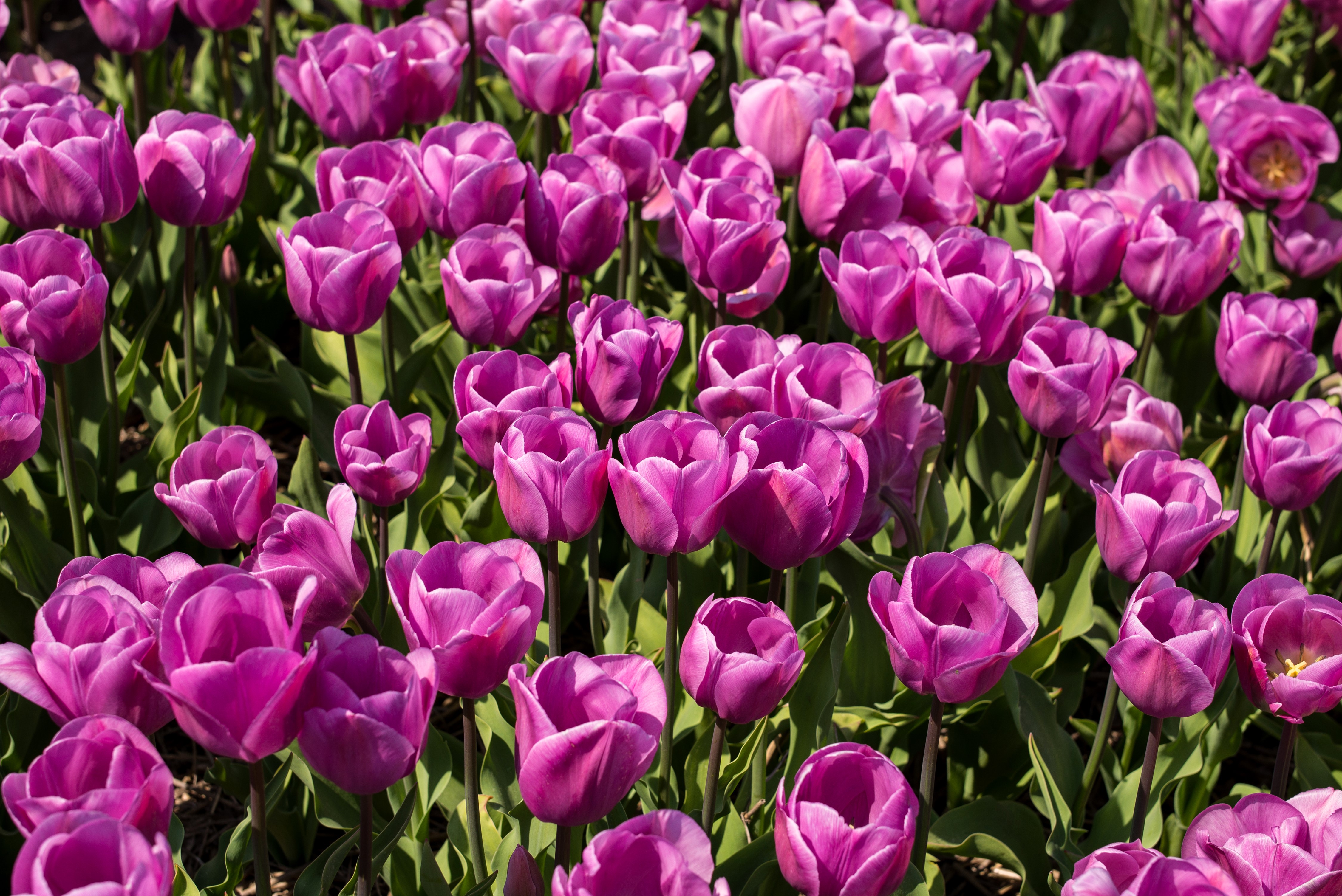4K Violet Tulips Closeup HD Wallpaper