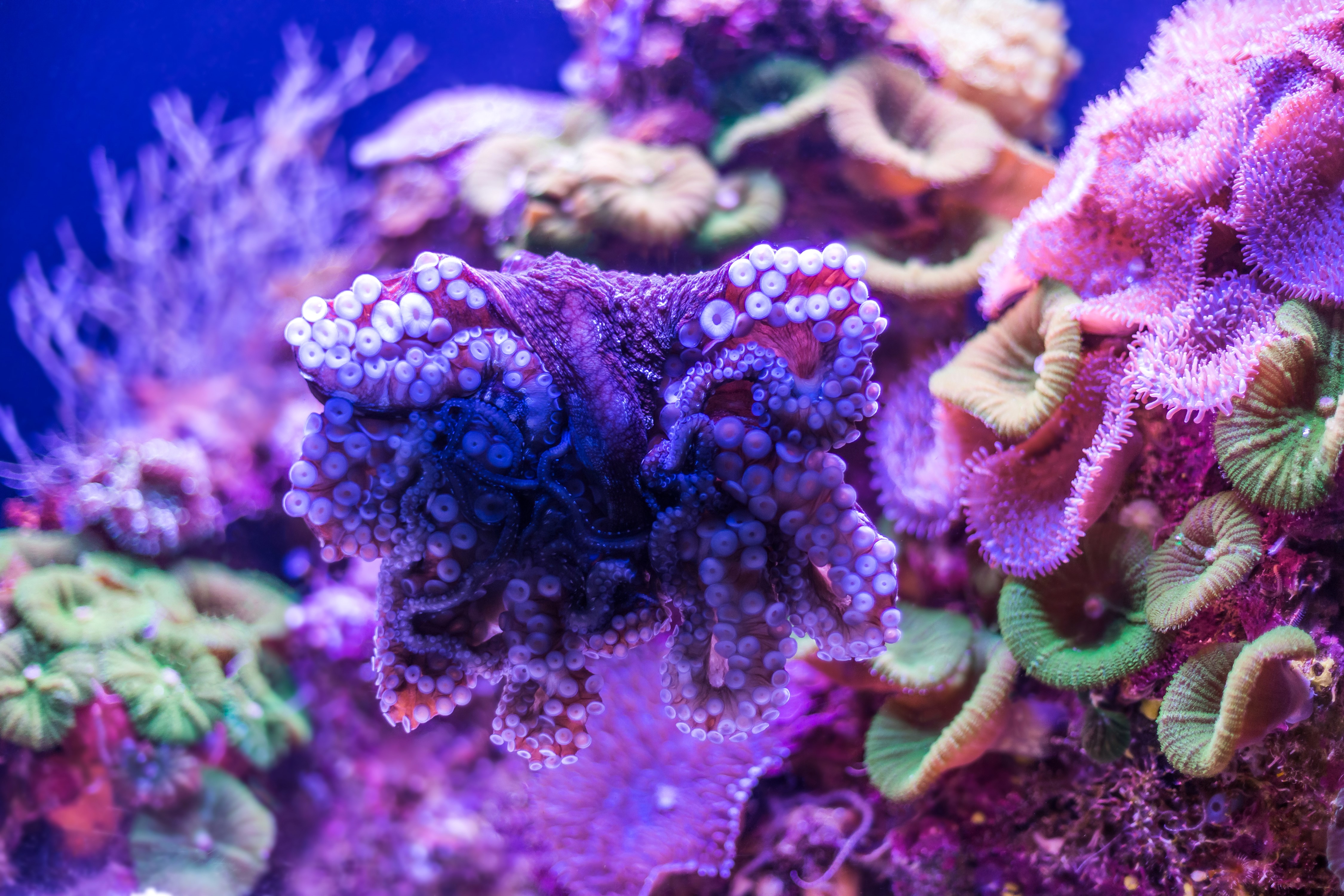 4K Underwater world with Corals and Octopus HD Wallpaper