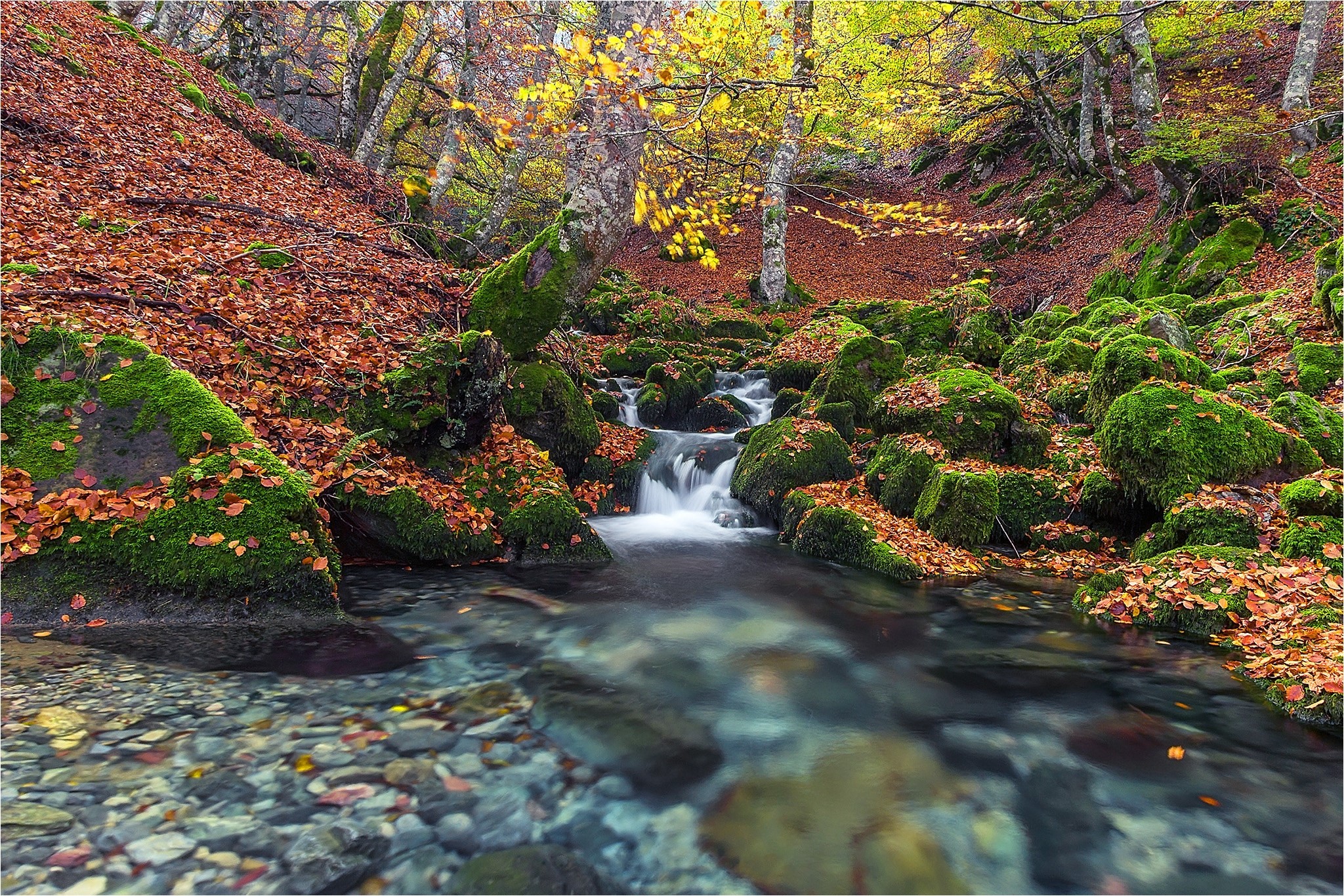 Autumn forest stream with mossy rocks and fallen leaves HD Wallpaper