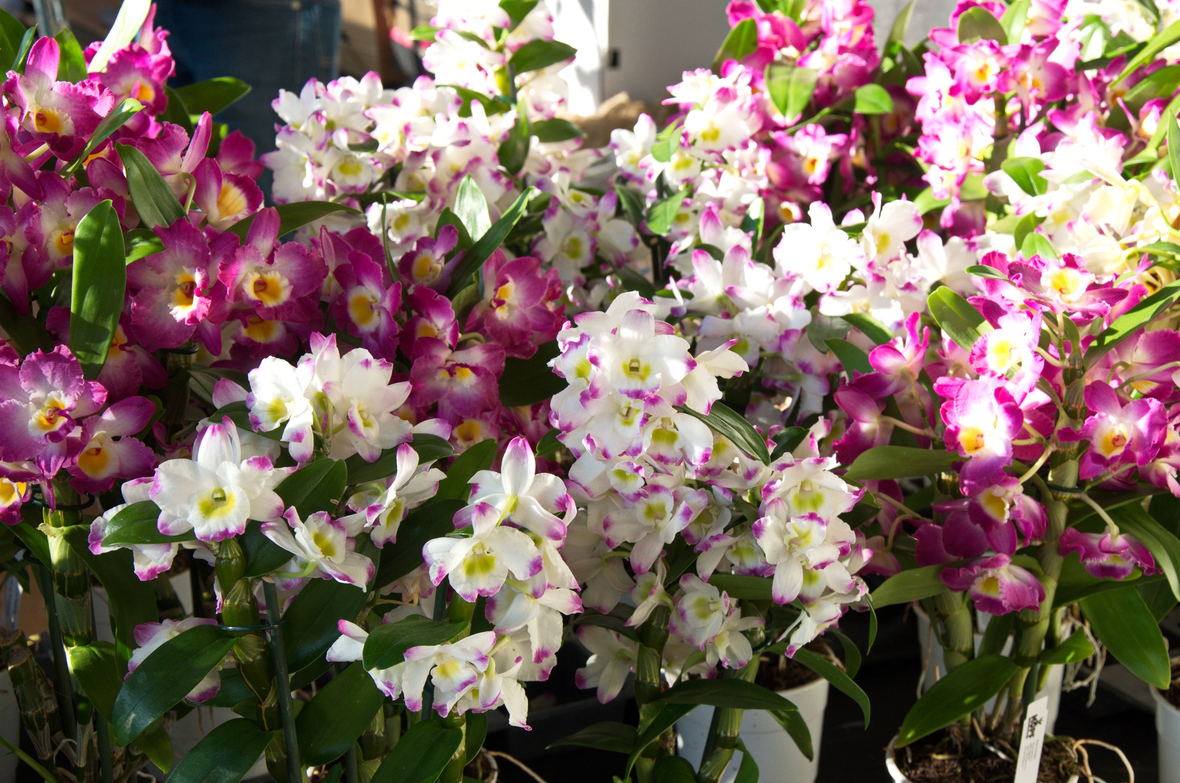 Many orchids with white and pink petals HD Wallpaper