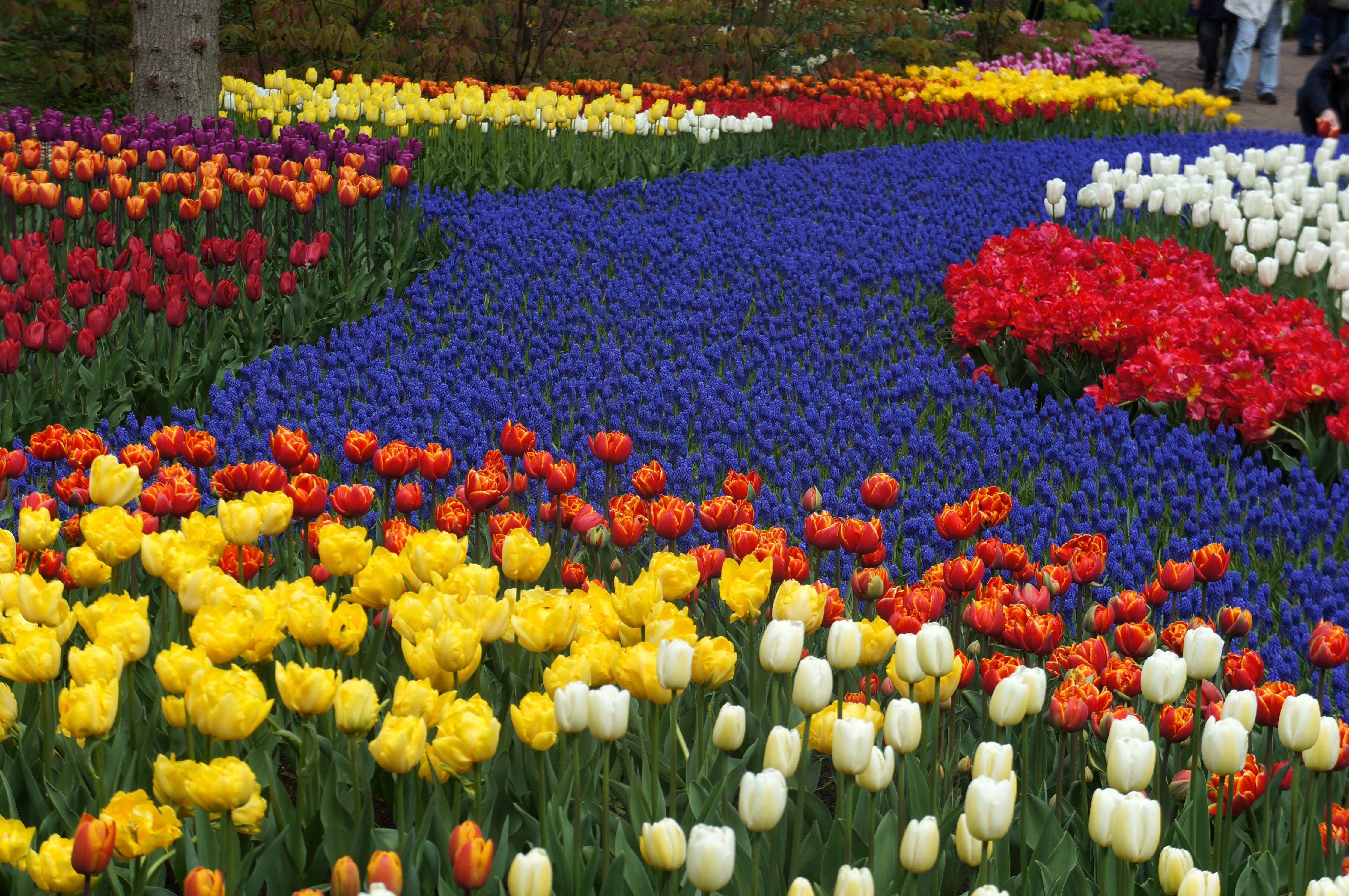 Keukenhof Gardens with Tulips and Hyacinths in the Netherlands HD Wallpaper