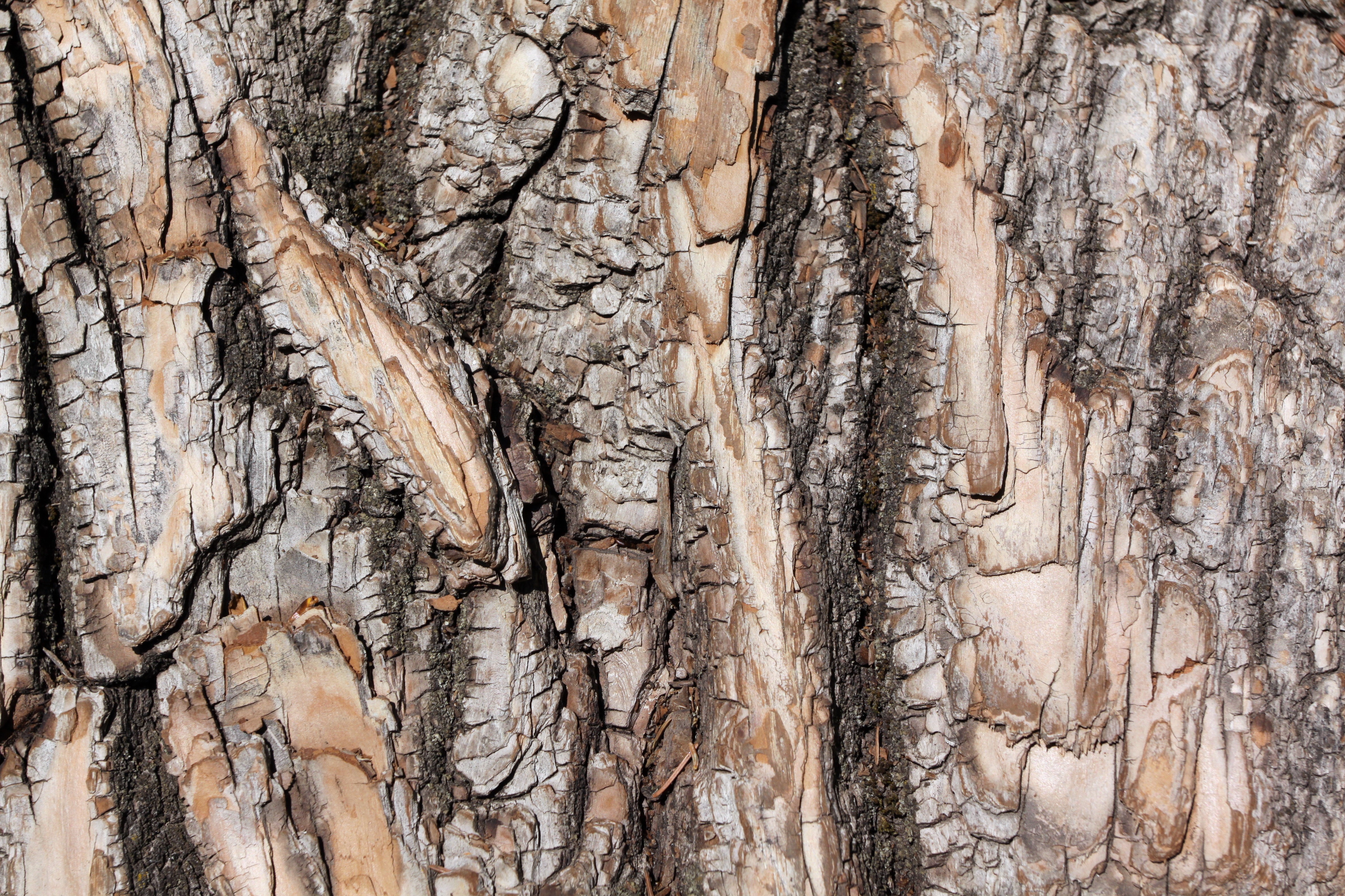Close-up of rough tree bark texture HD Wallpaper