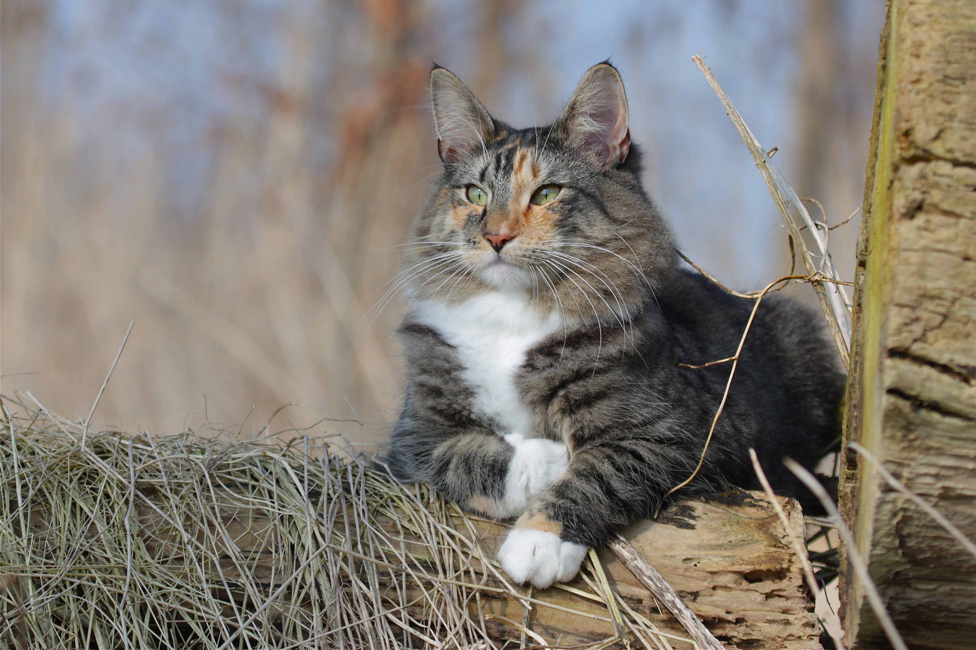 4K Cat Resting on Wood HD Wallpaper