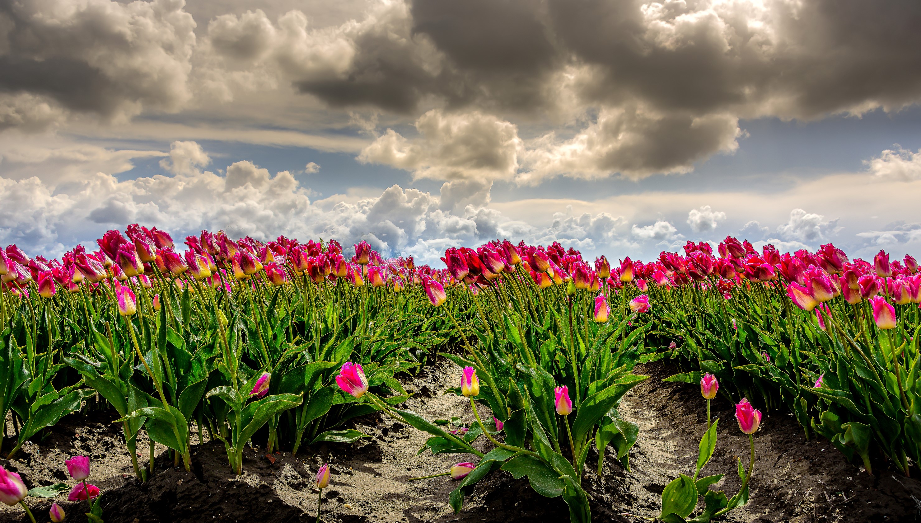 Rows of pink and yellow tulips under a cloudy sky HD Wallpaper
