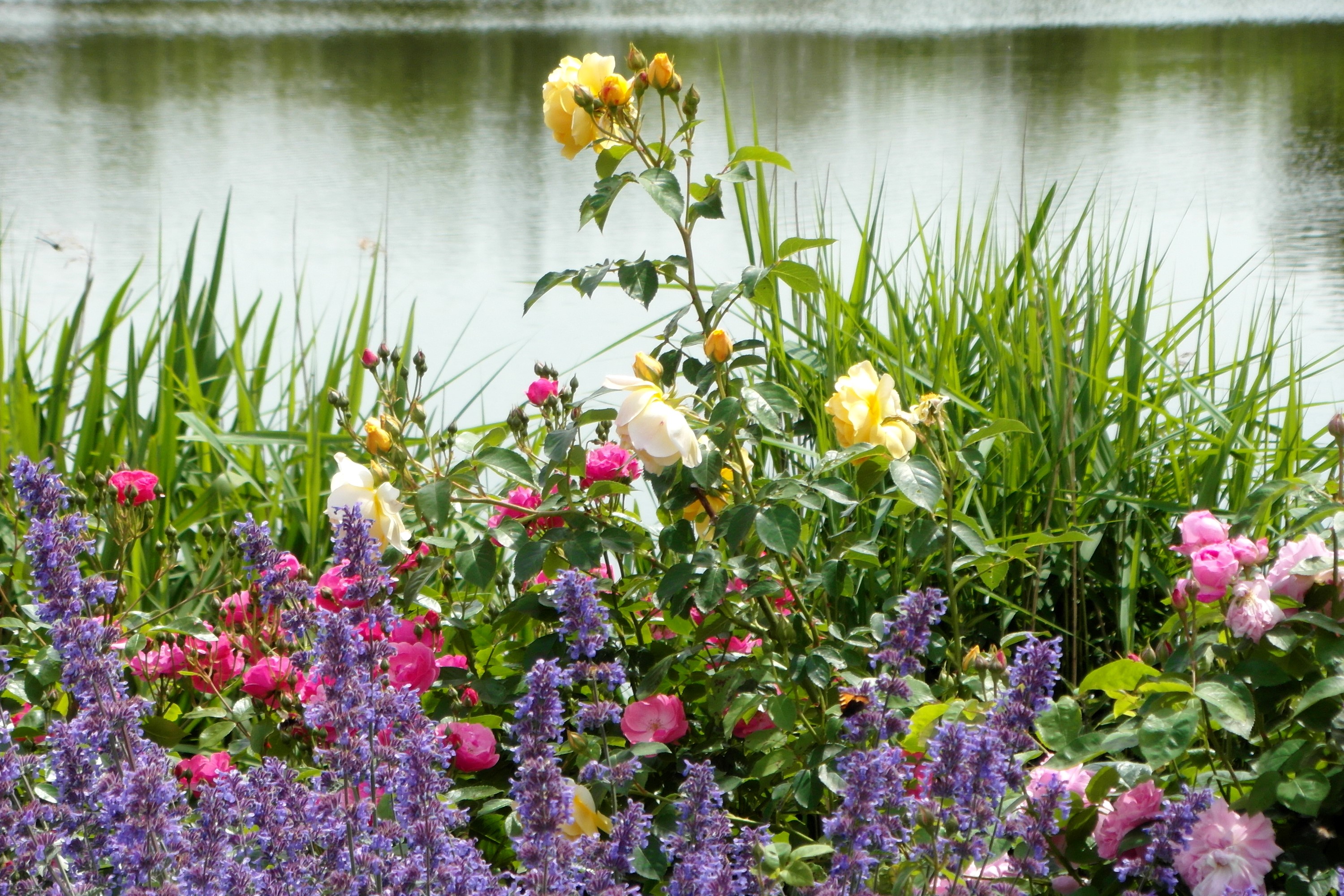 Roses and Catmint by a Lake in Grugapark Essen HD Wallpaper