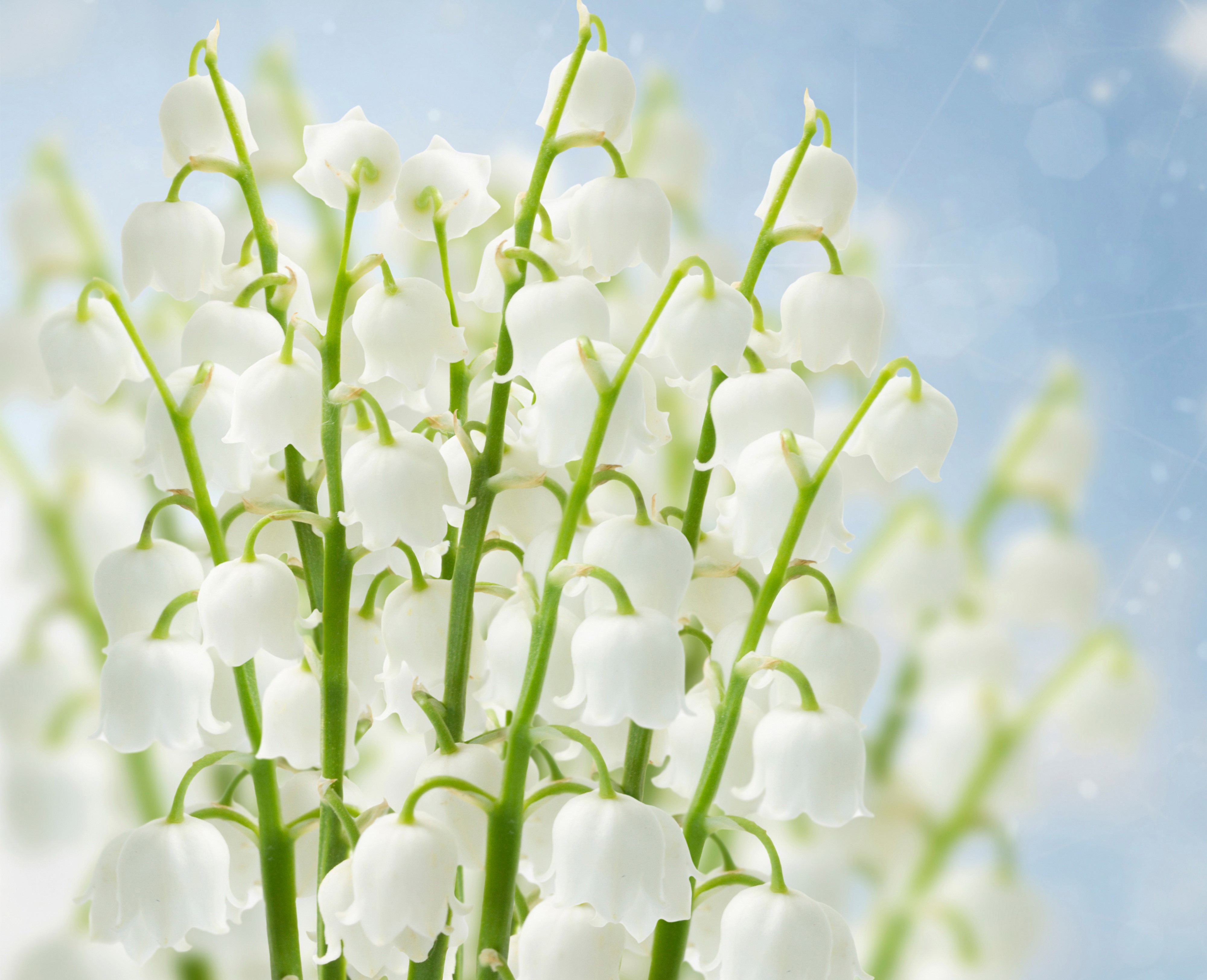 4K Lilies of the valley closeup HD Wallpaper