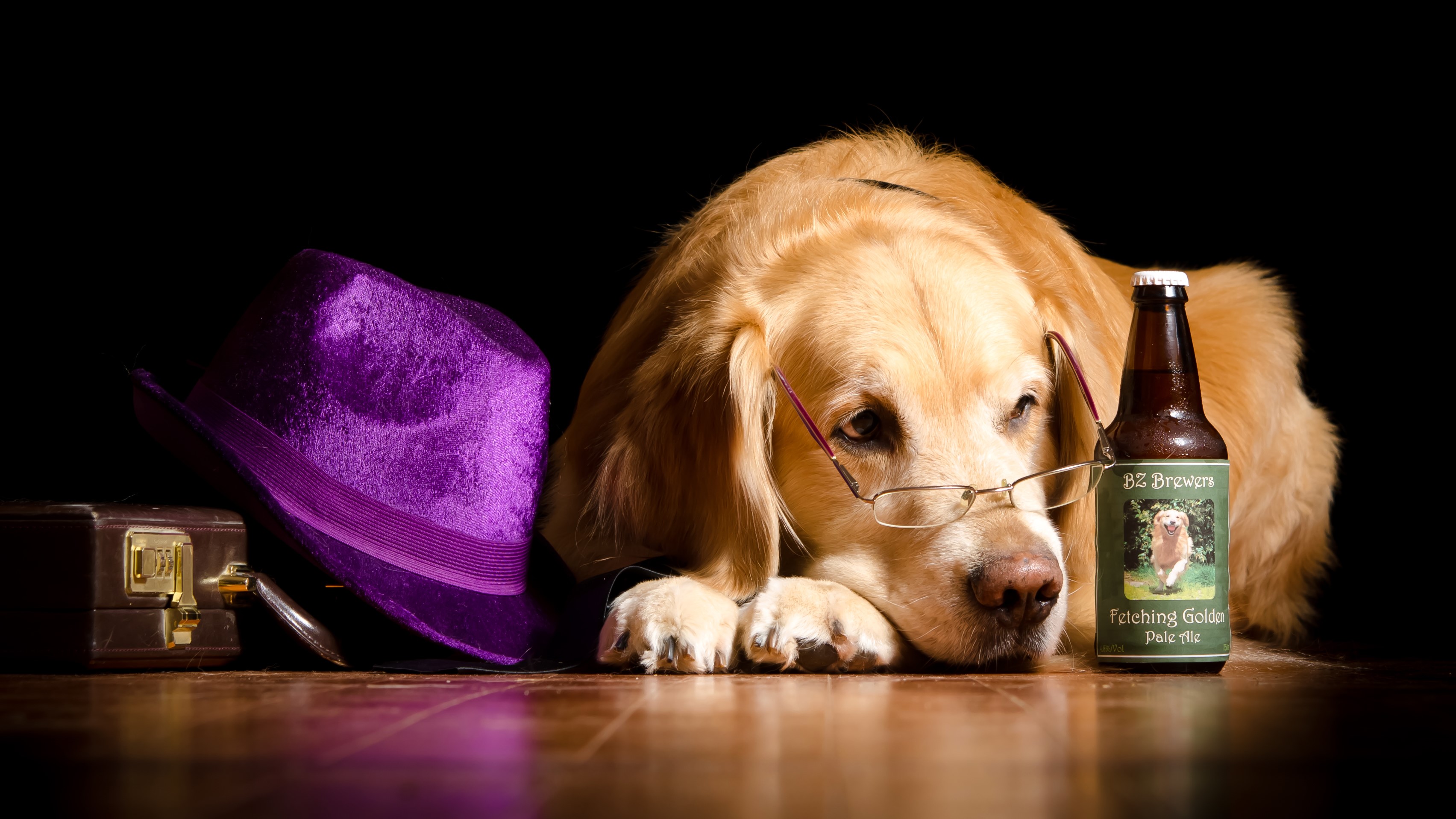 Golden Retriever dog with glasses and a purple hat HD Wallpaper