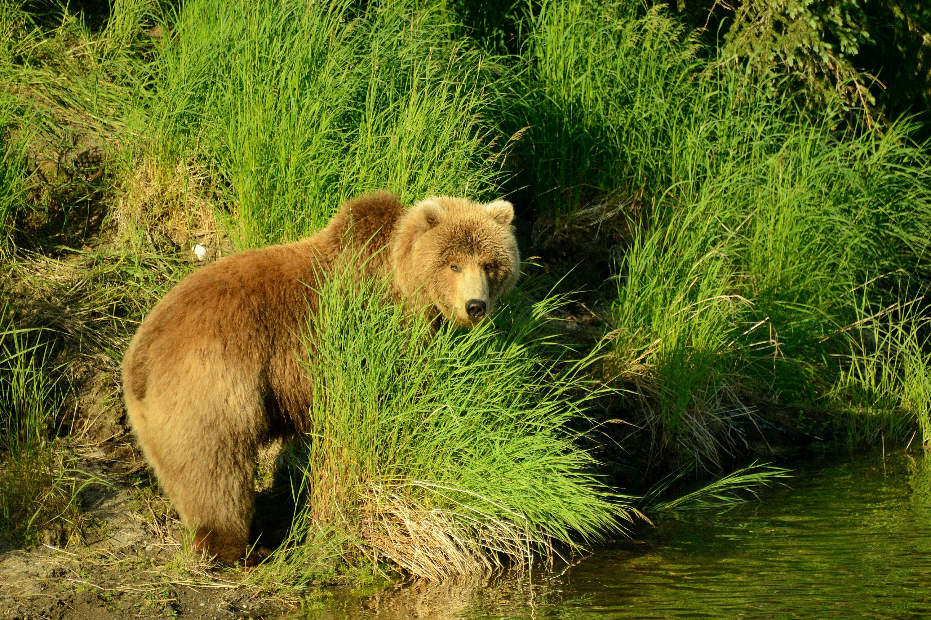 Brown bear in tall green grass by the water HD Wallpaper