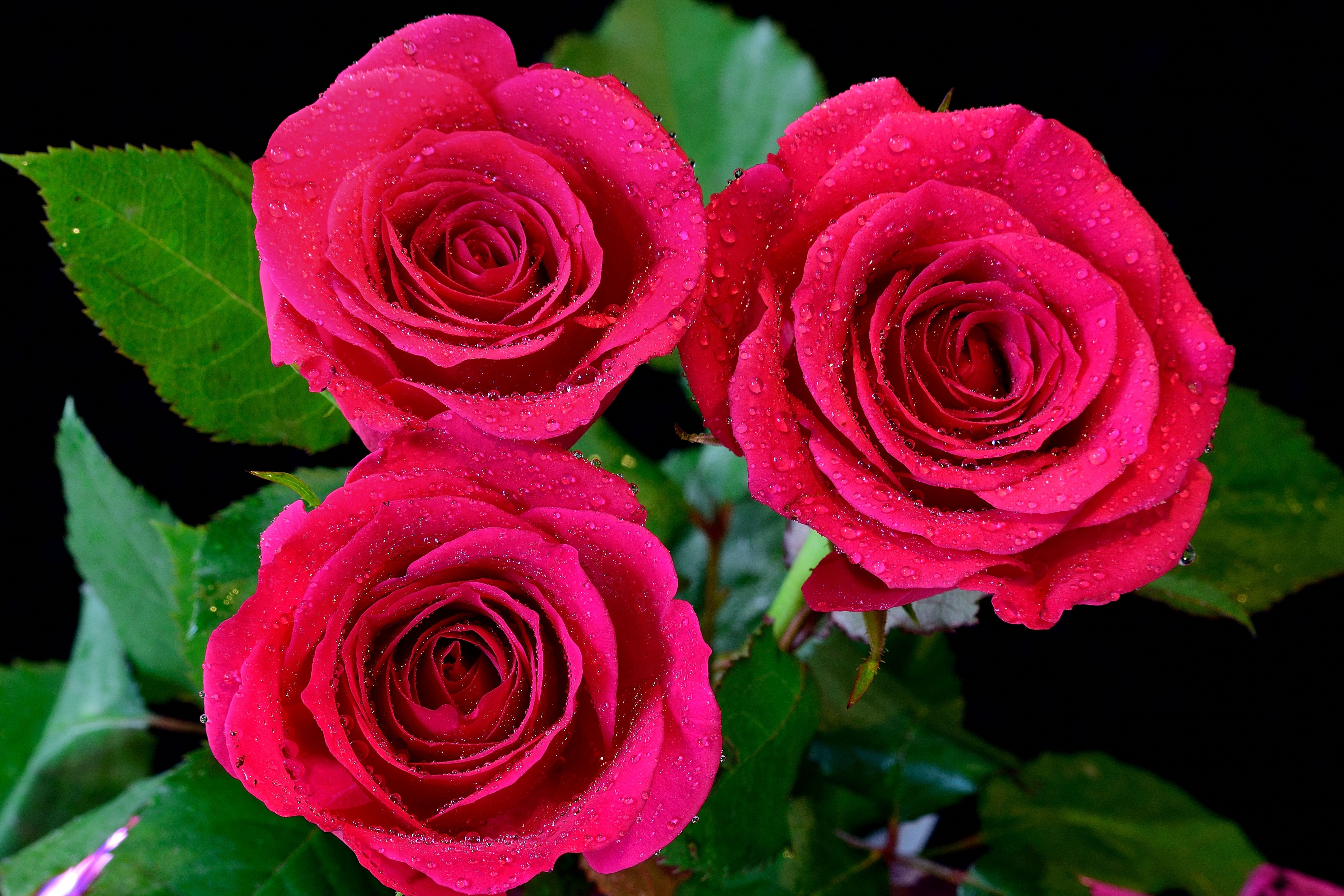 Three pink roses with water droplets on a black background HD Wallpaper