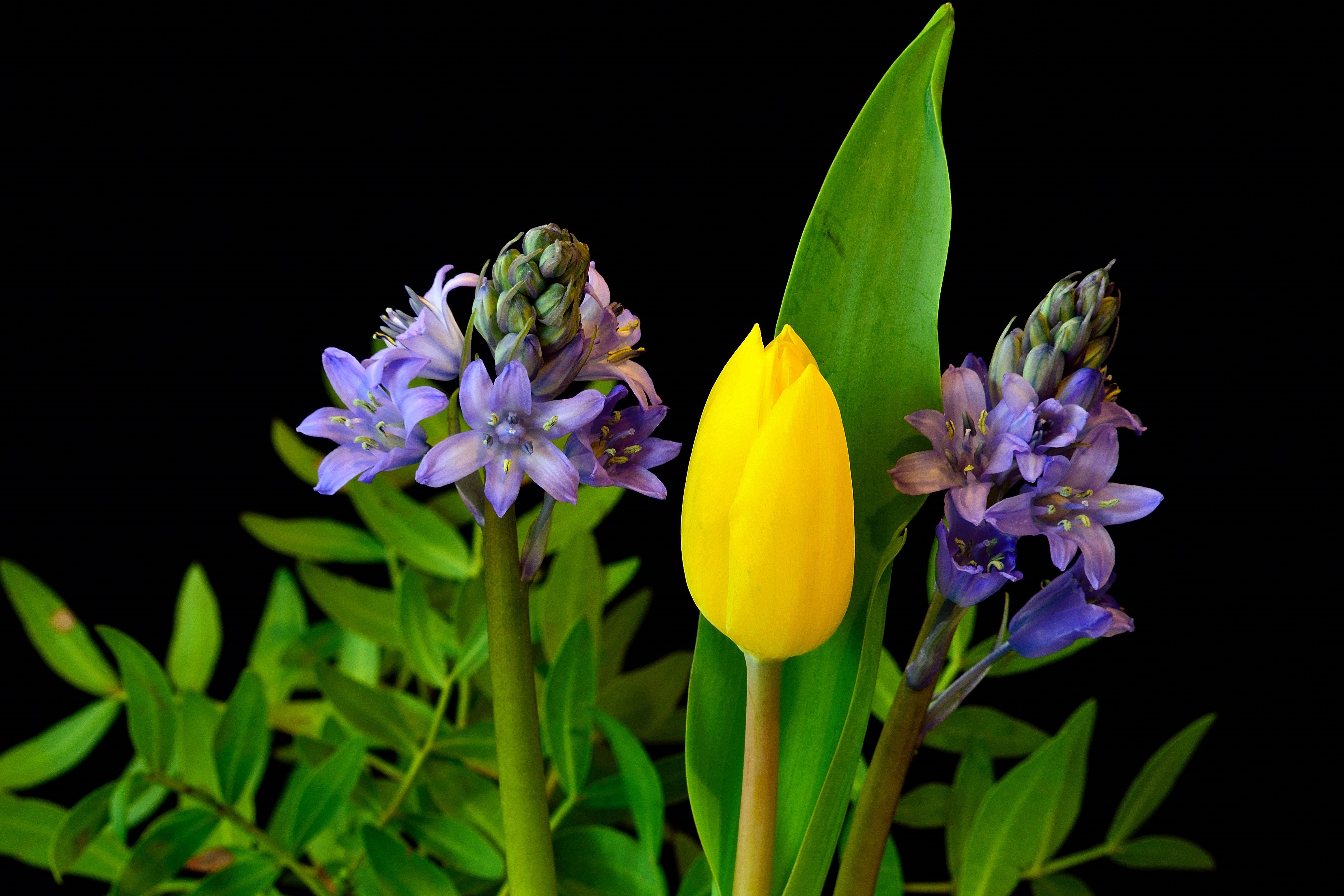 Hyacinths and Tulip with Black Background HD Wallpaper