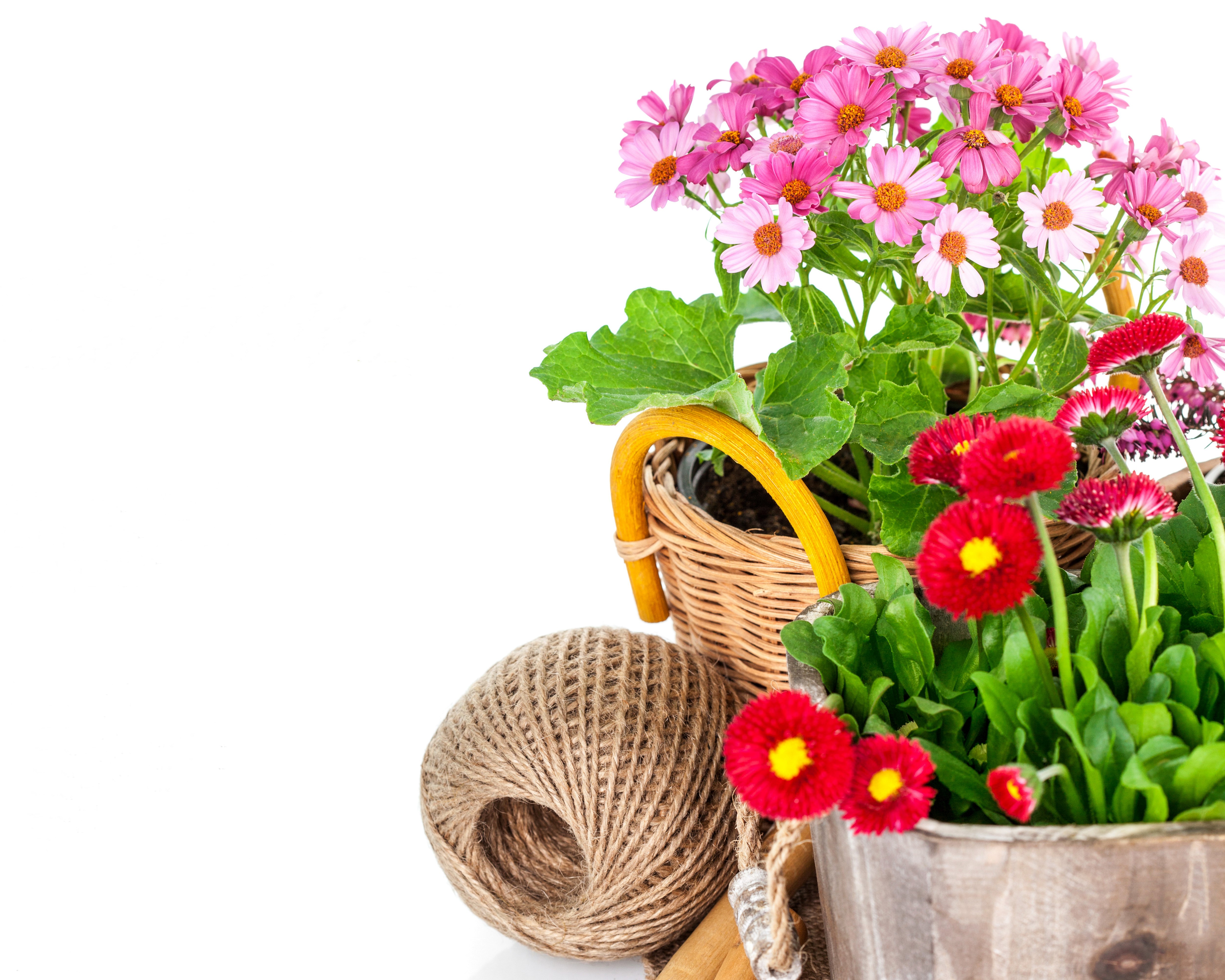 Pink and red daisies in pots with twine HD Wallpaper