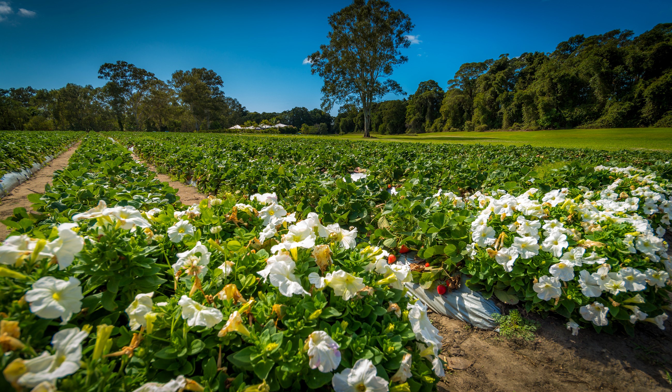 Strawberry field with white petunias in Palmview, Queensland, Australia HD Wallpaper