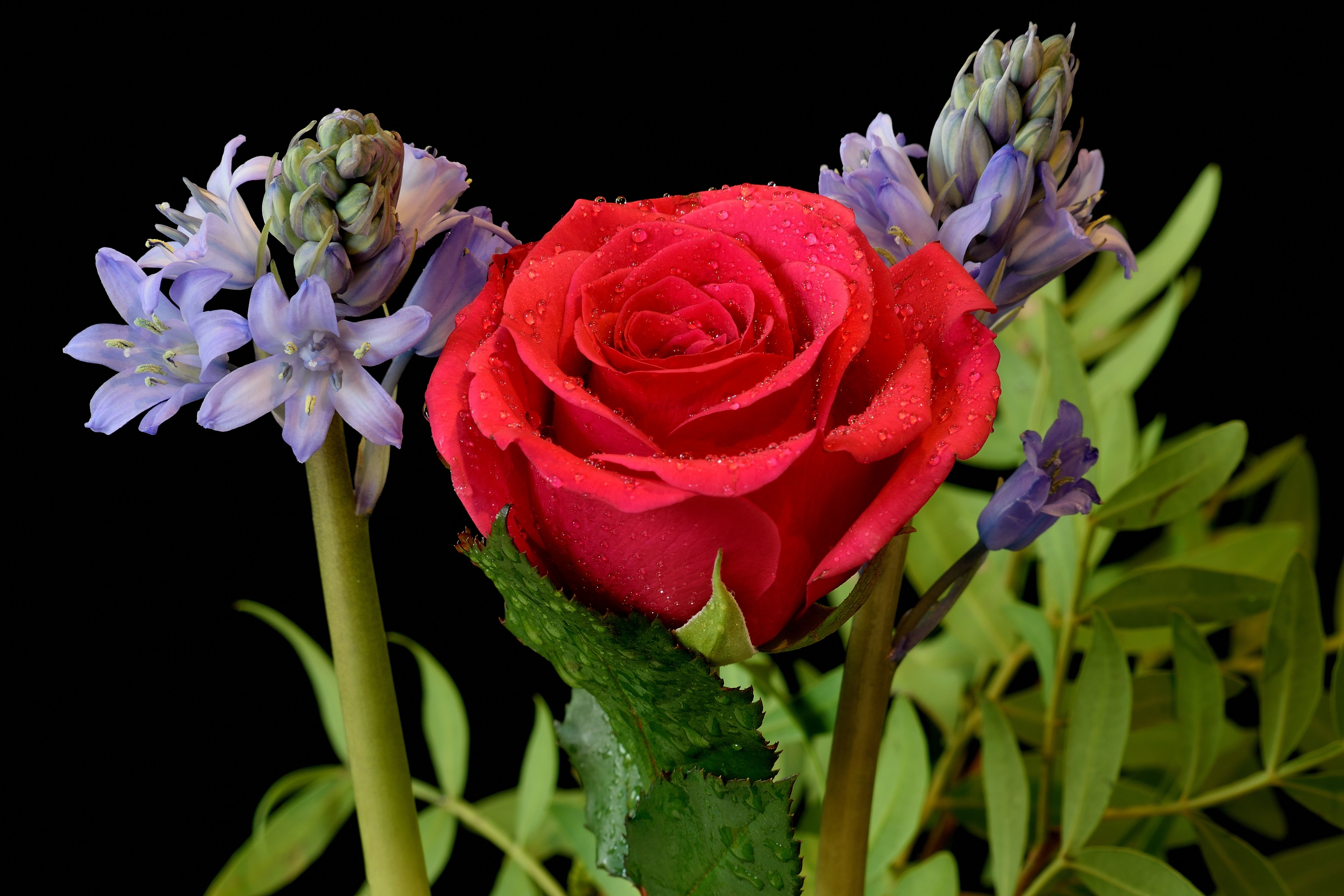 Red rose with hyacinths on black background HD Wallpaper