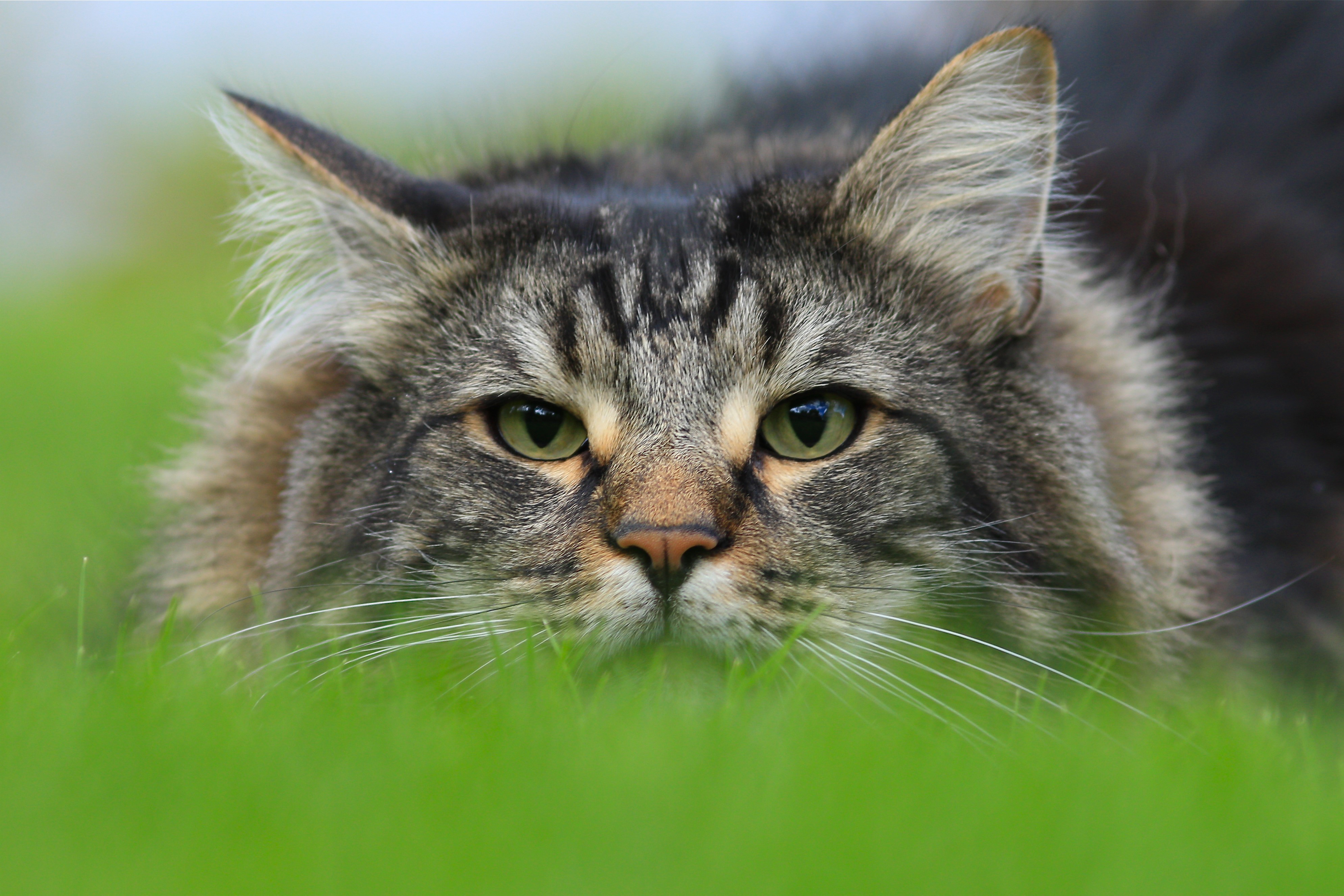 4K Norwegian Forest Cat Glancing HD Wallpaper