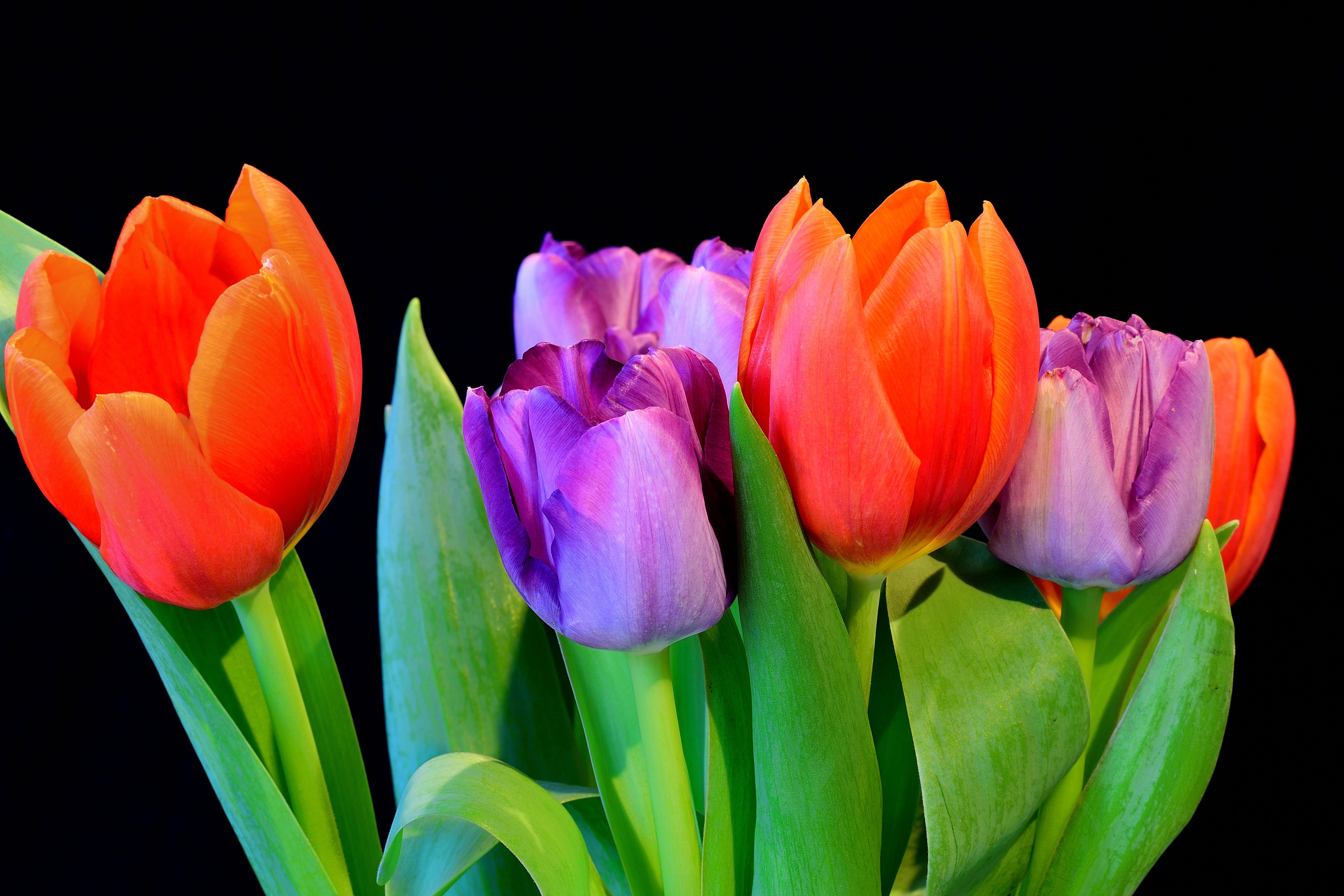 Orange and purple tulips on black background HD Wallpaper