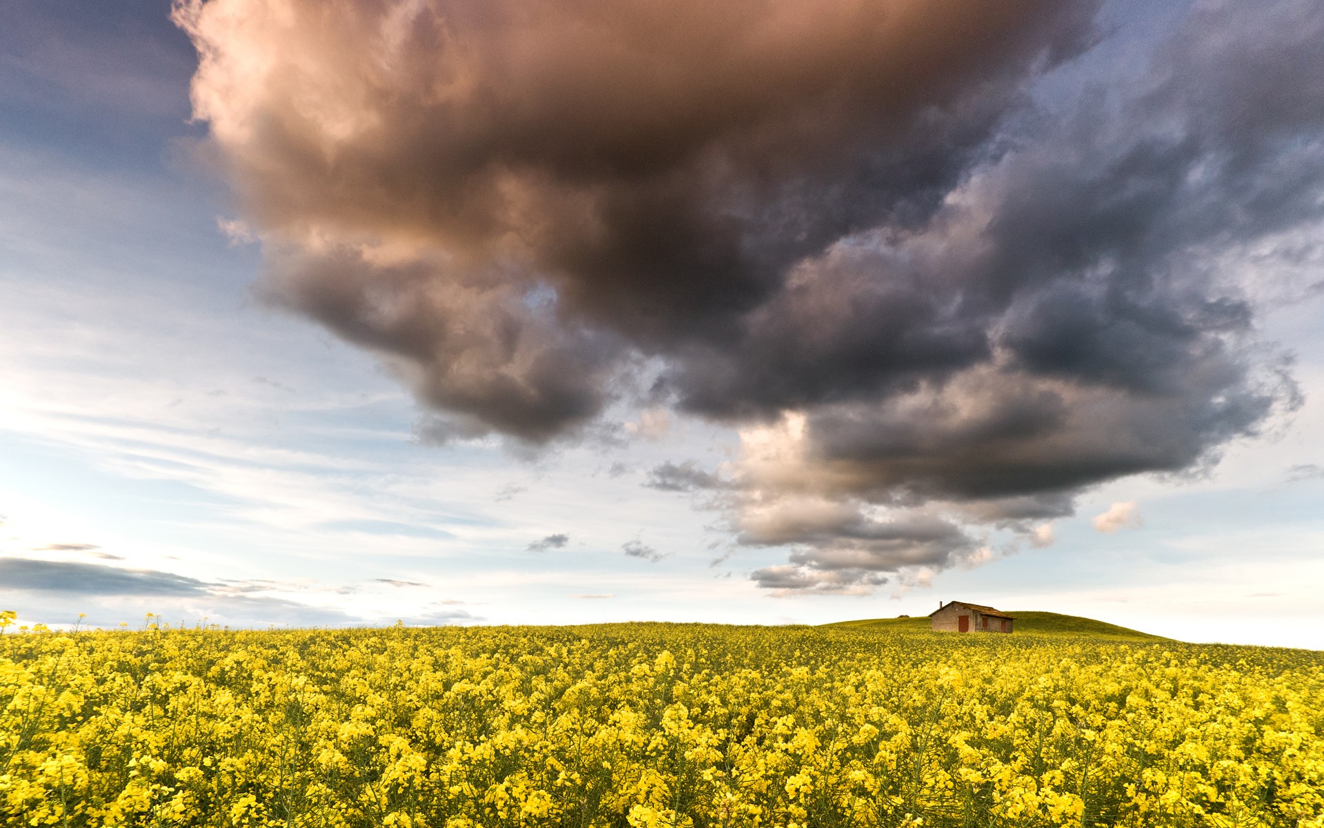 Field of yellow flowers with a house on a hill HD Wallpaper