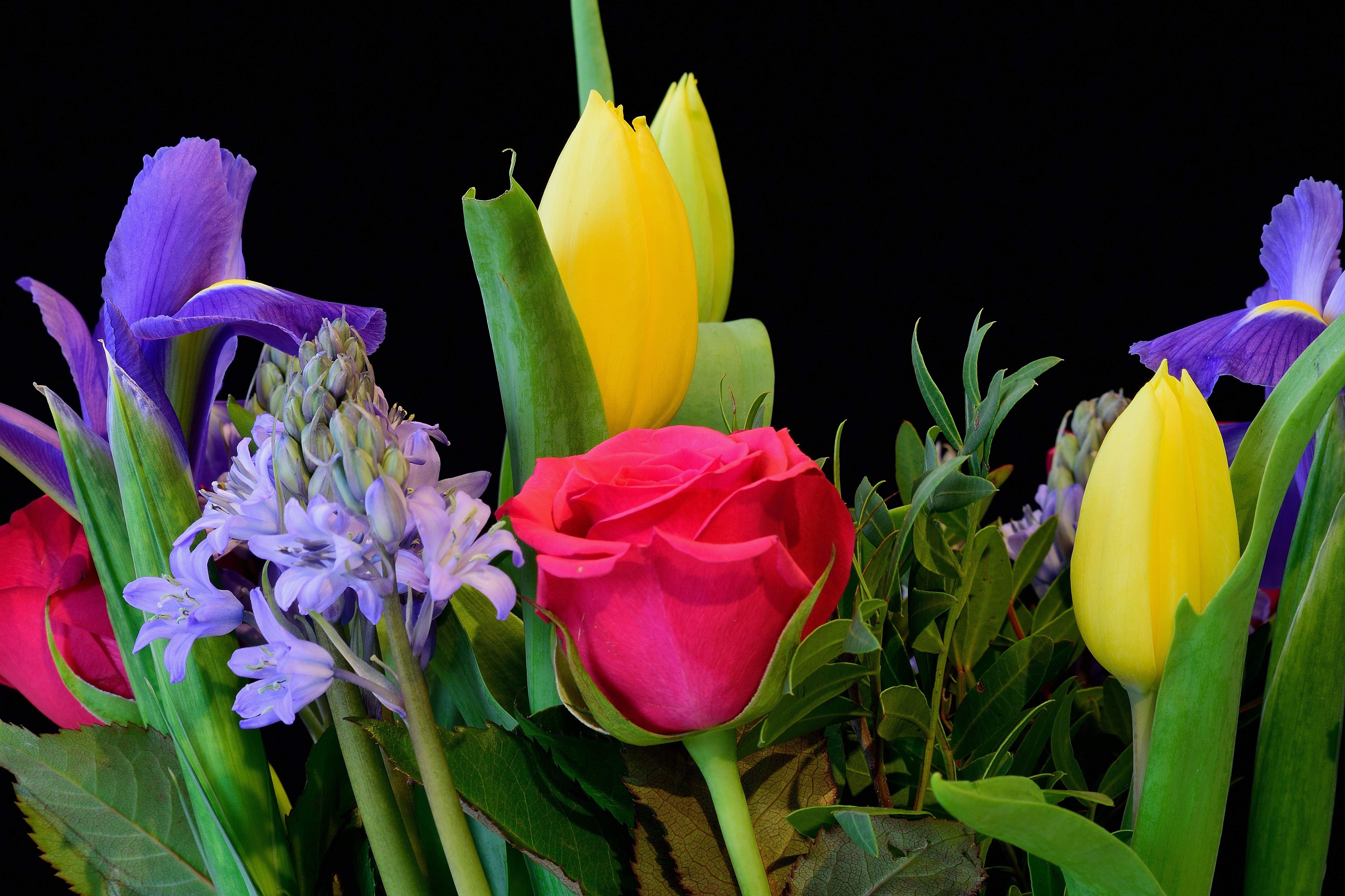 Roses, Tulips, and Irises with Black Background HD Wallpaper
