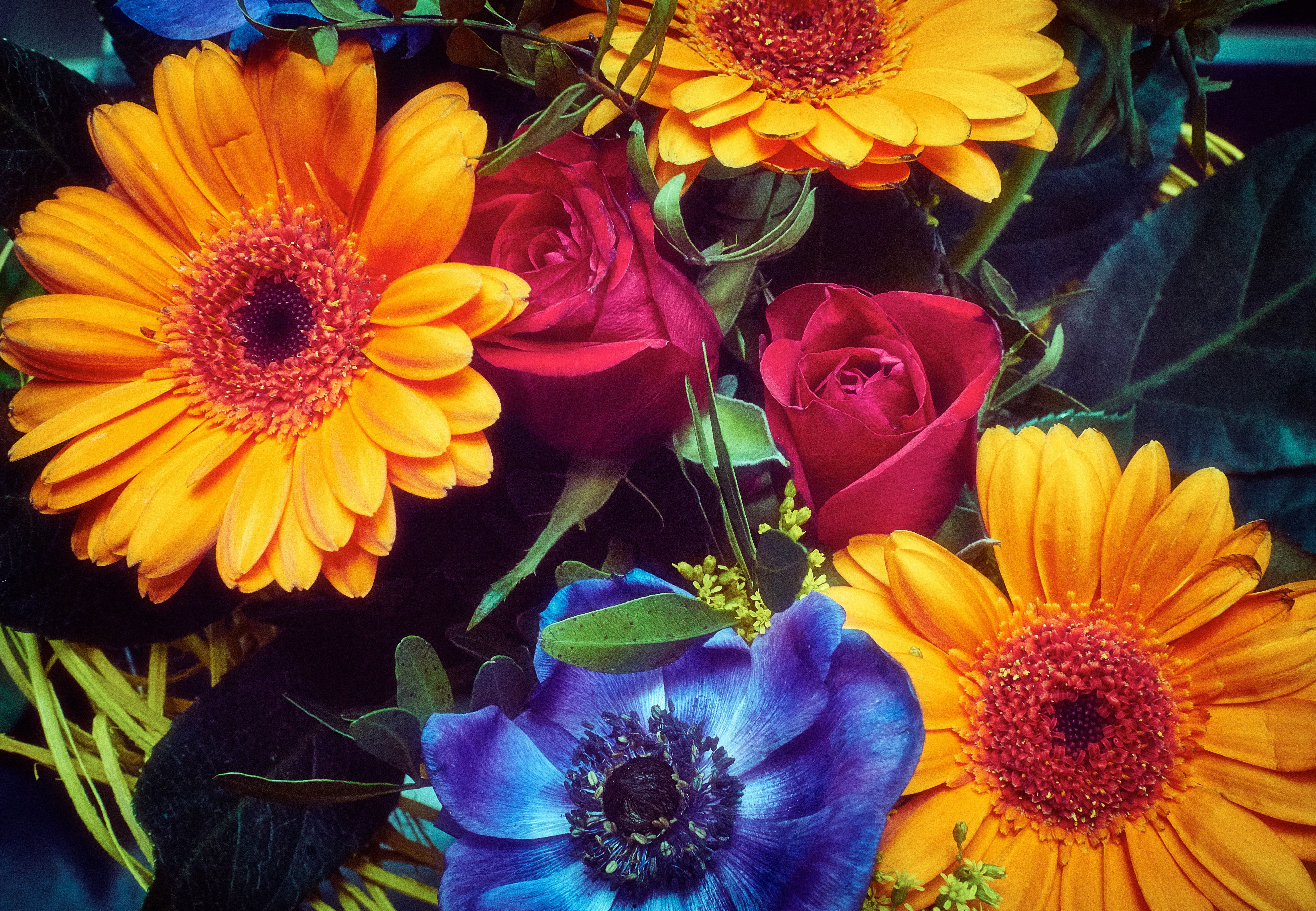 Gerberas and Roses in a Bouquet HD Wallpaper