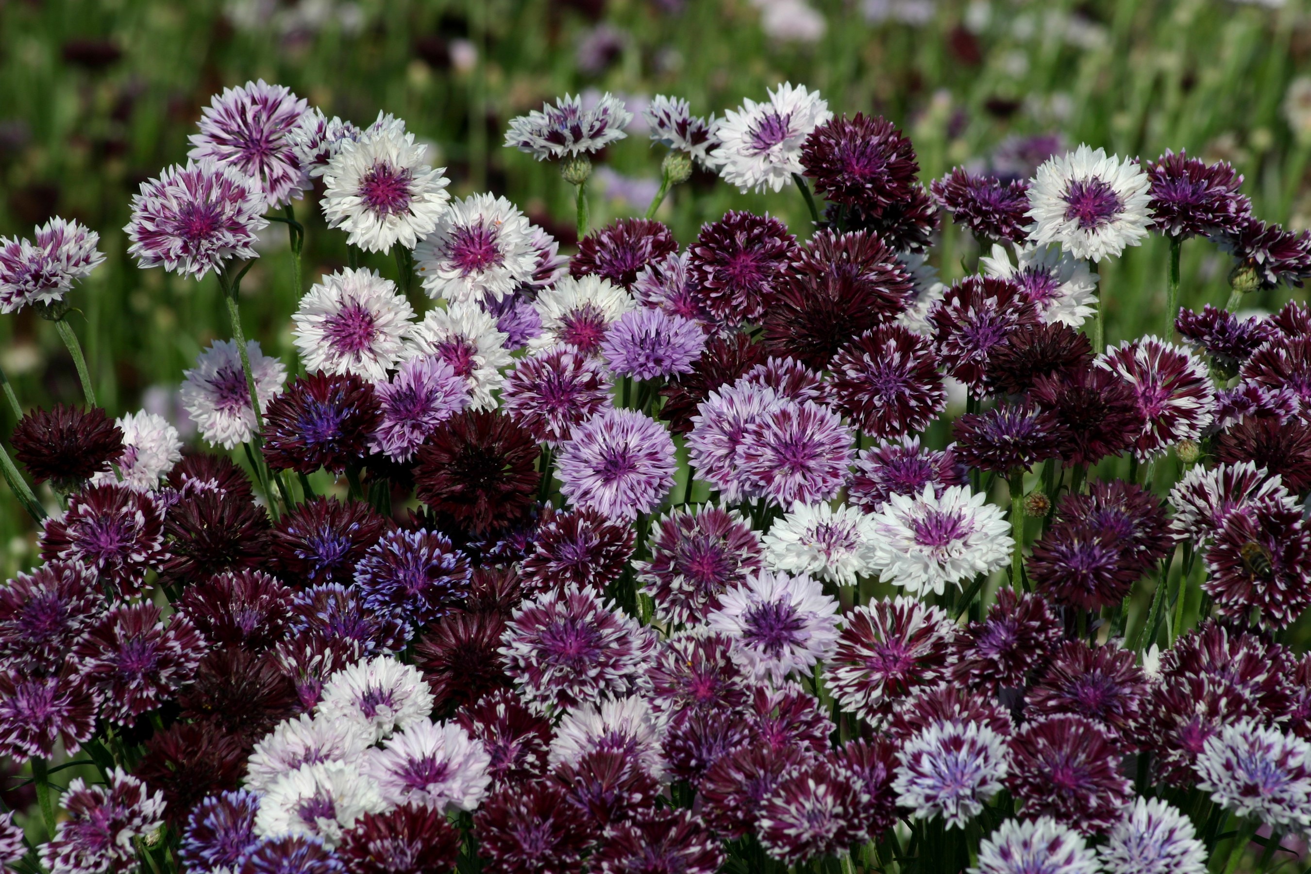 A close-up of many cornflowers in various shades of purple and white. HD Wallpaper