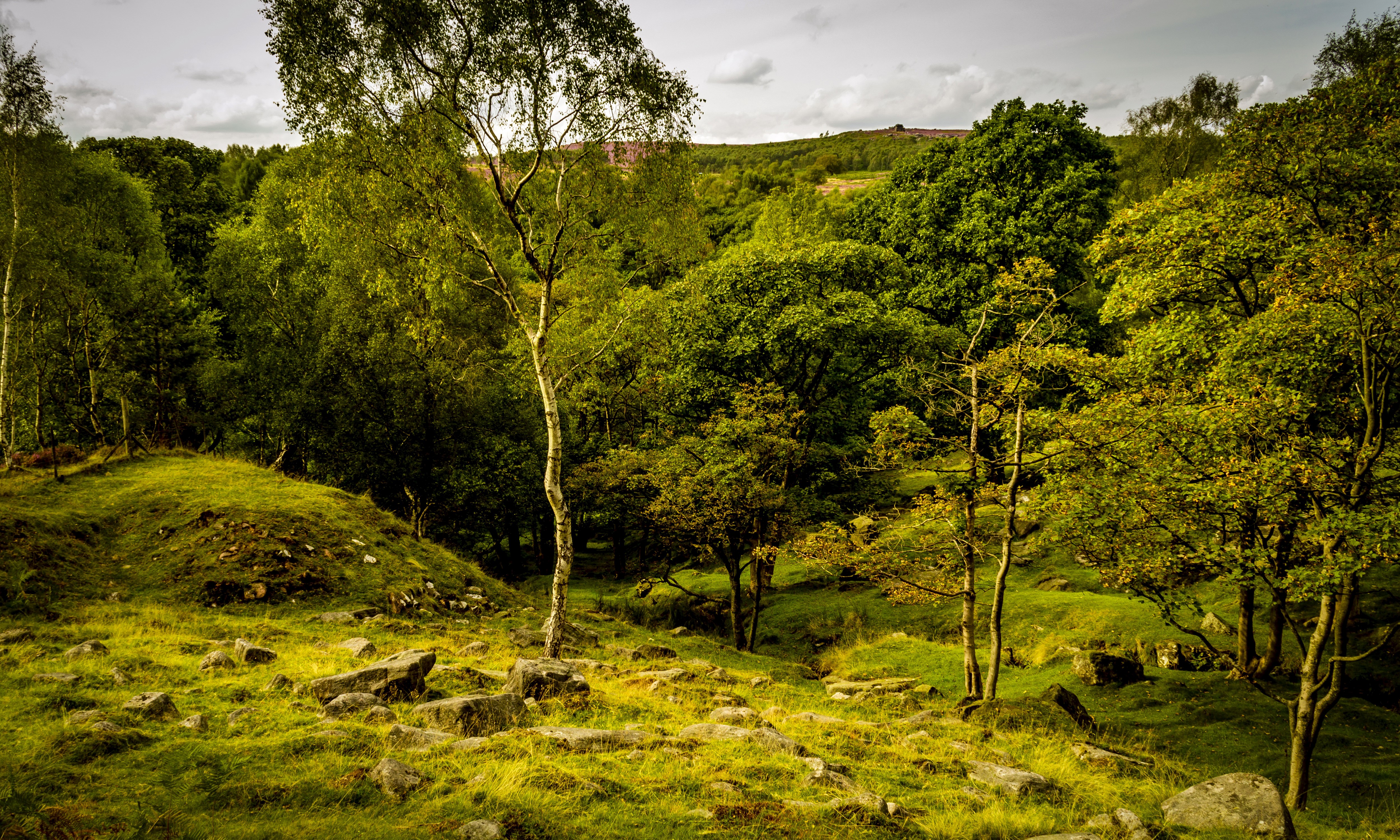 Trees and Grass at Longshaw Estate, United Kingdom HD Wallpaper