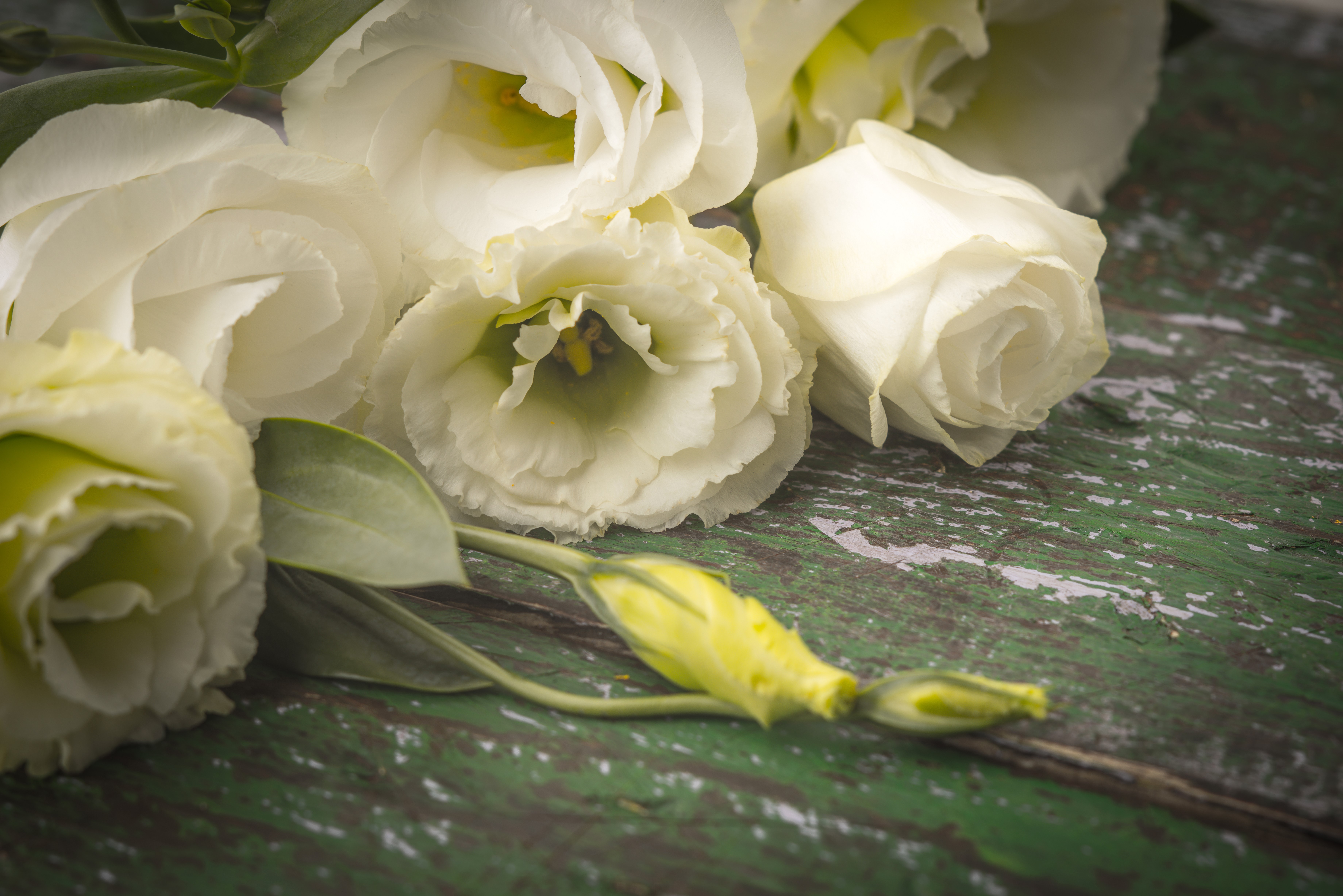 White Eustoma Flowers on Green Wooden Surface HD Wallpaper