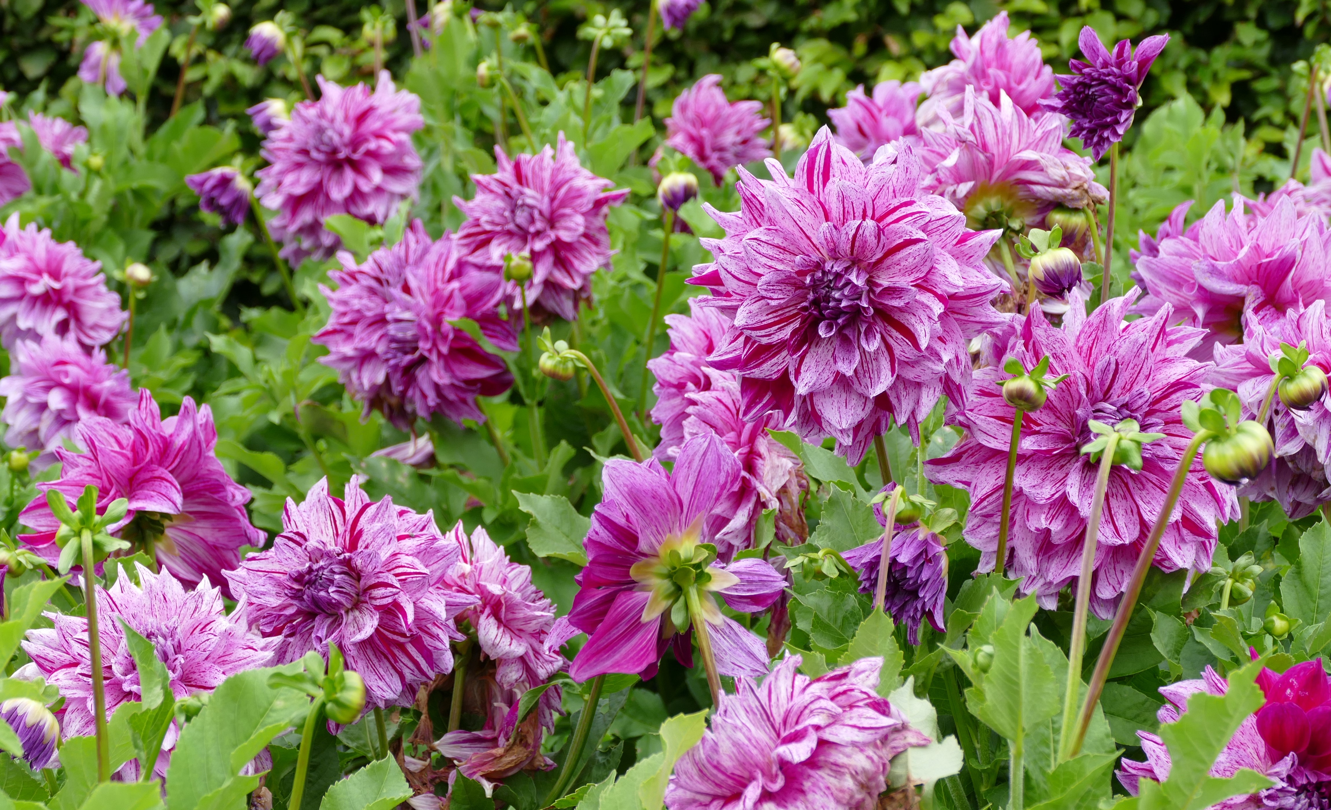 4K Dahlias Closeup Pink Color HD Wallpaper