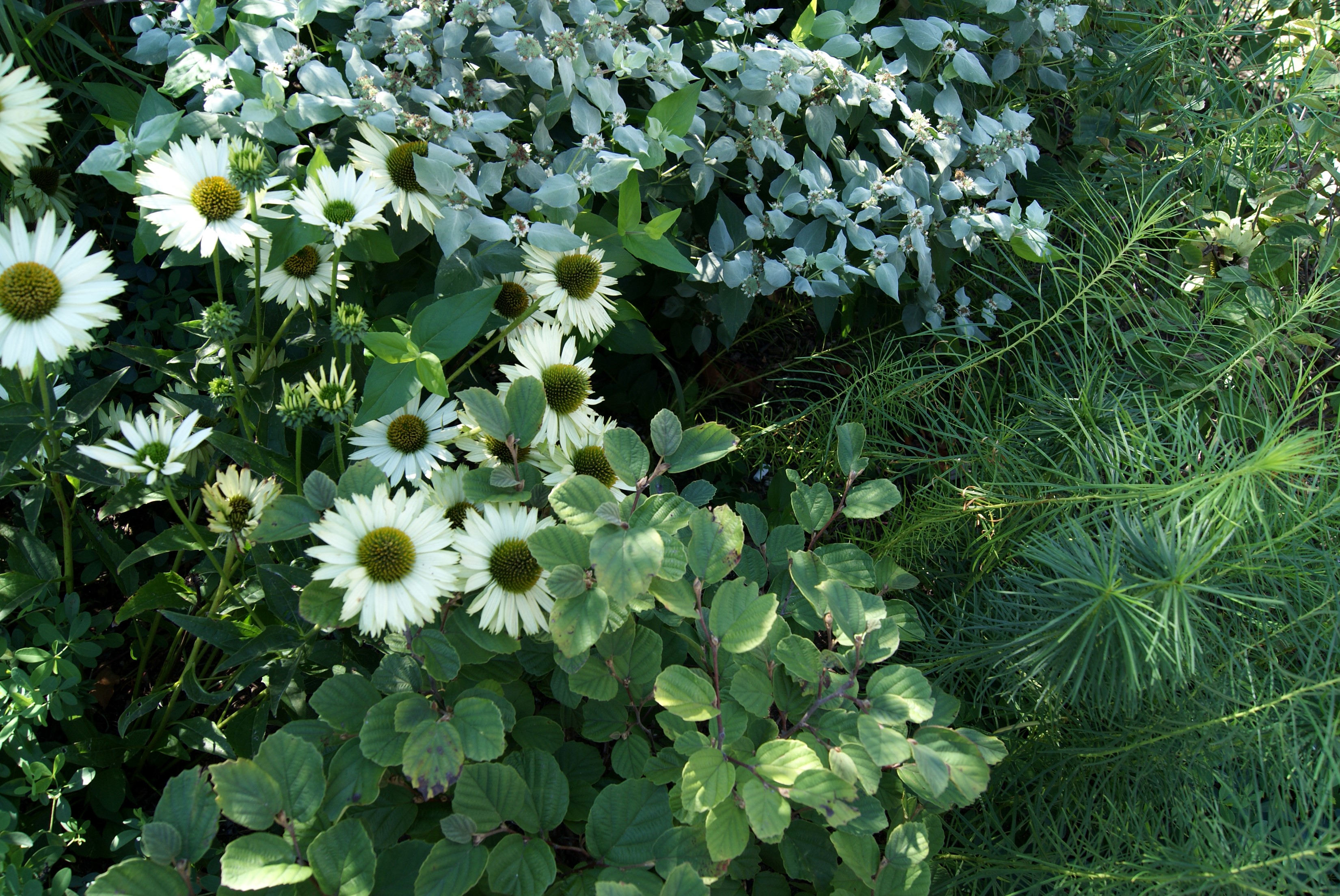 White Echinacea purpurea flowers and green foliage HD Wallpaper