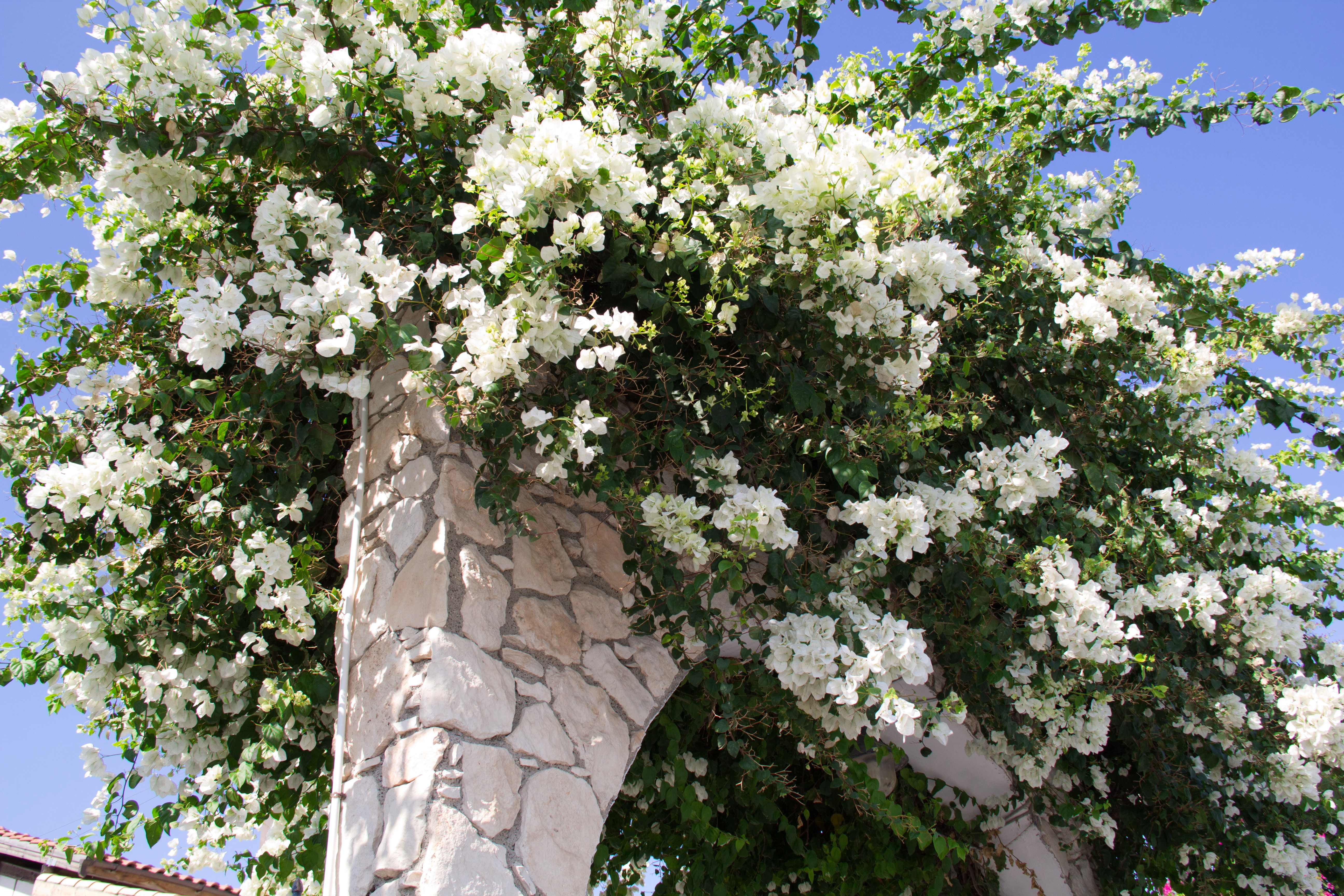 White Bougainvillea Flowers on Stone Arch HD Wallpaper