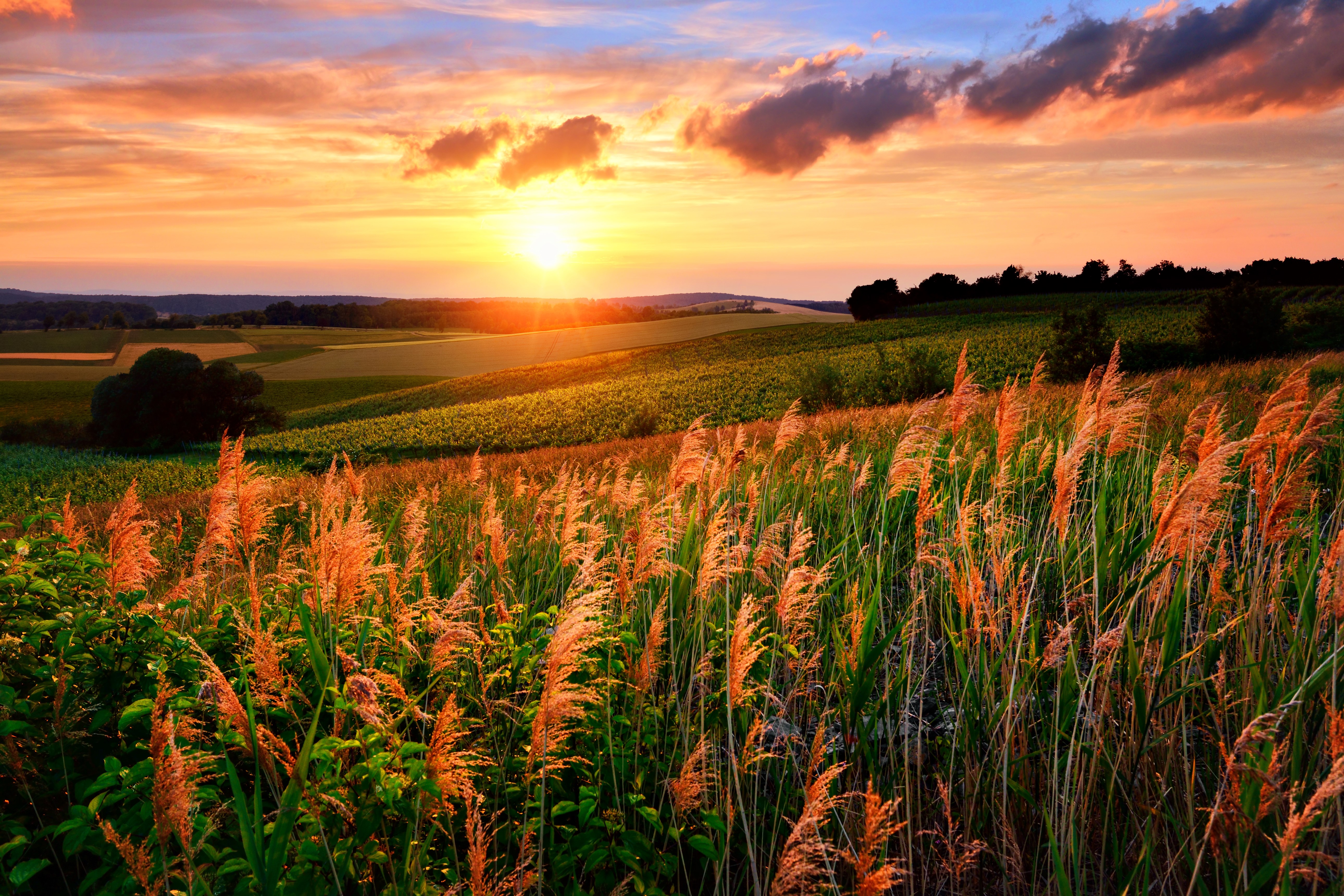 Sunset over rolling fields with tall grass HD Wallpaper