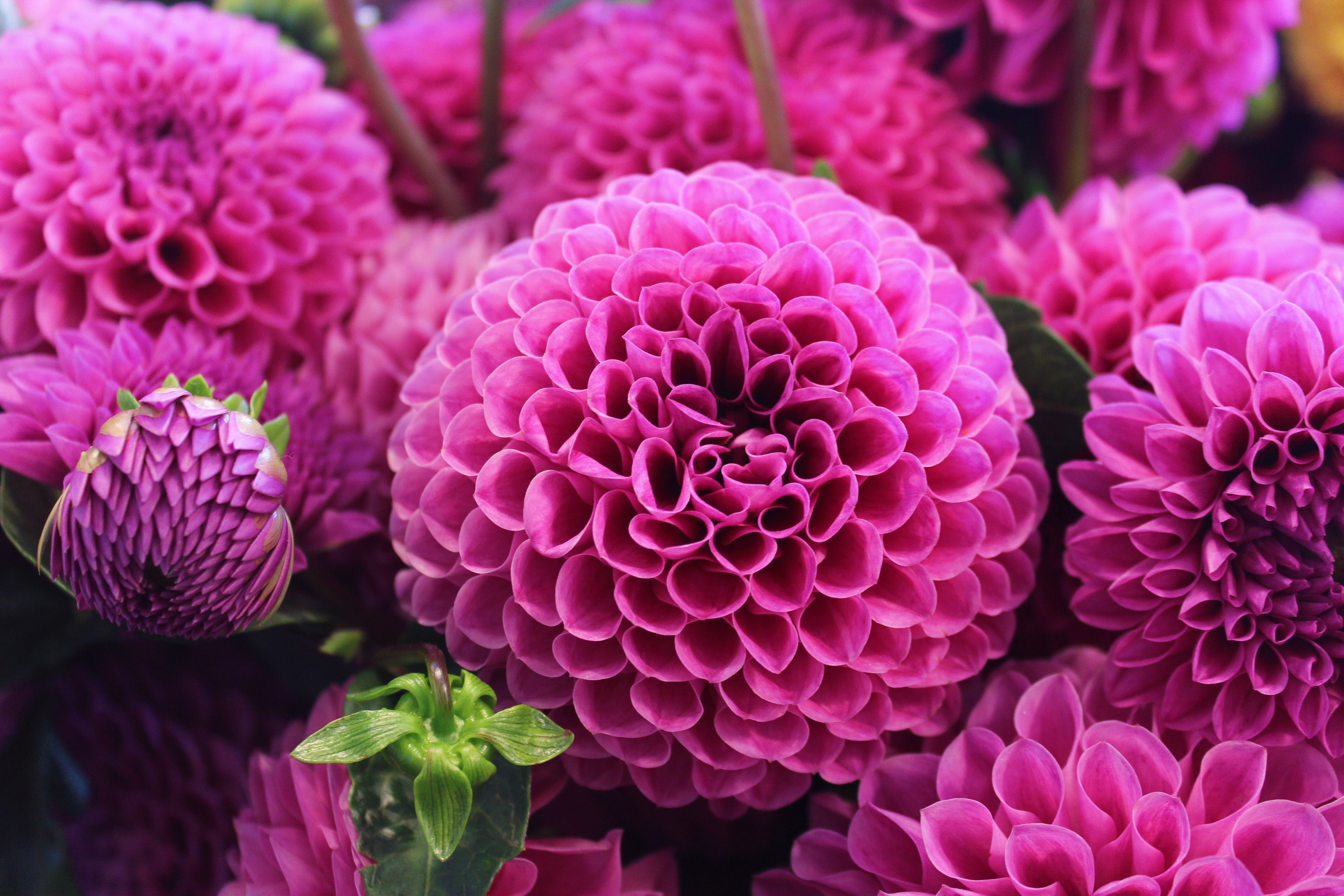 Pink Dahlias Closeup HD Wallpaper