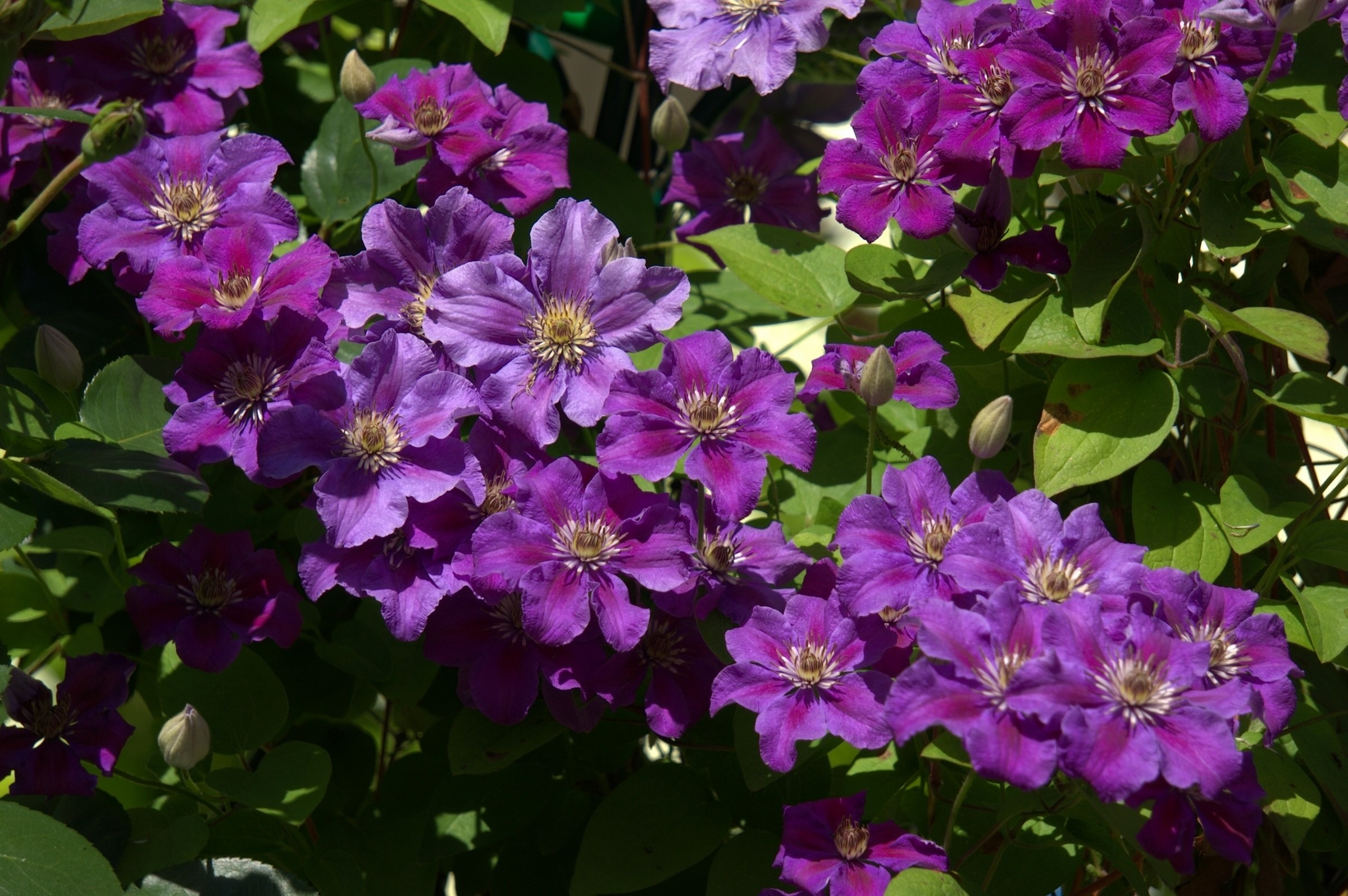 Purple Clematis Flowers HD Wallpaper