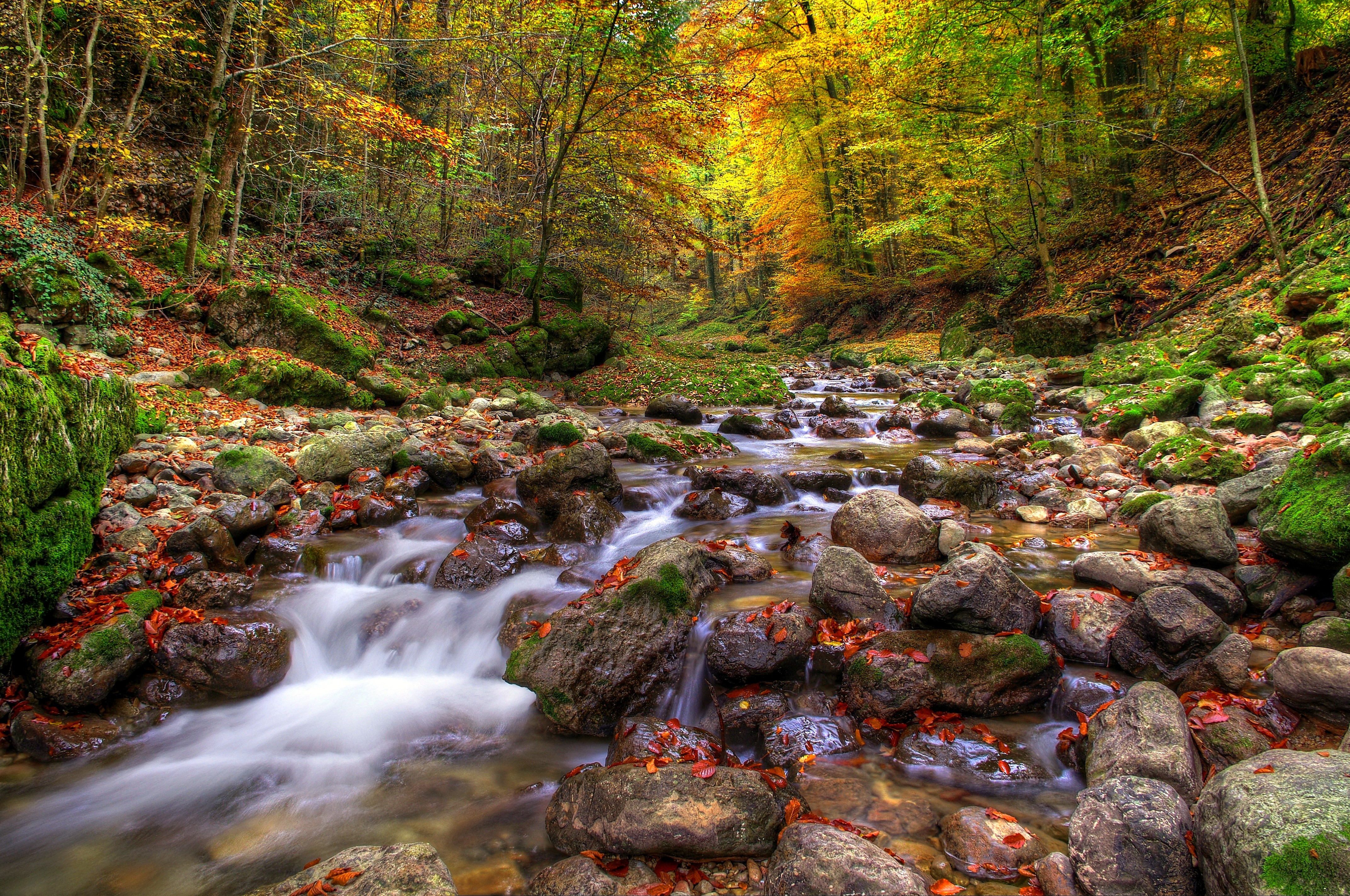 Autumn forest stream with colorful trees and rocks HD Wallpaper