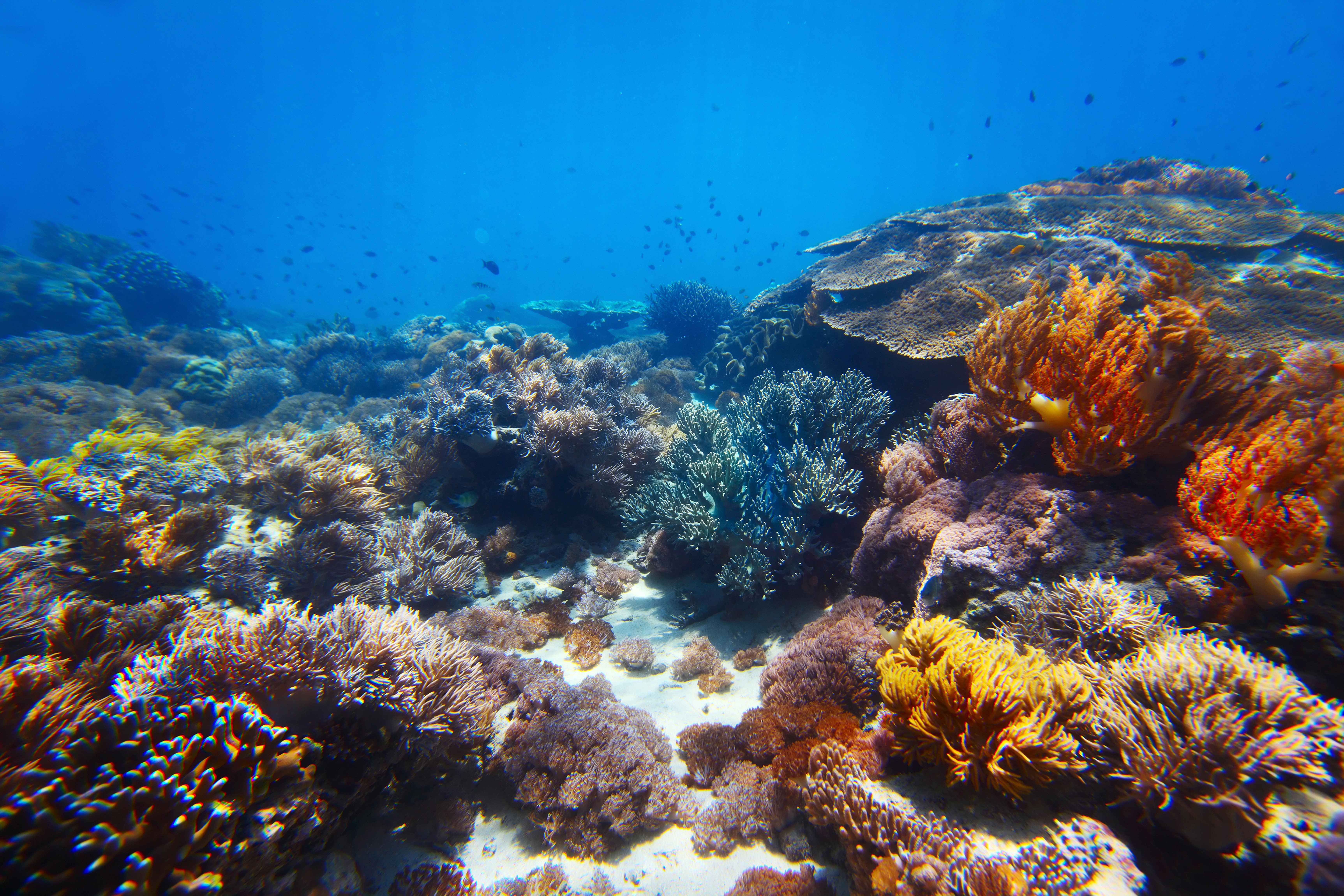 Underwater world with corals and fish HD Wallpaper