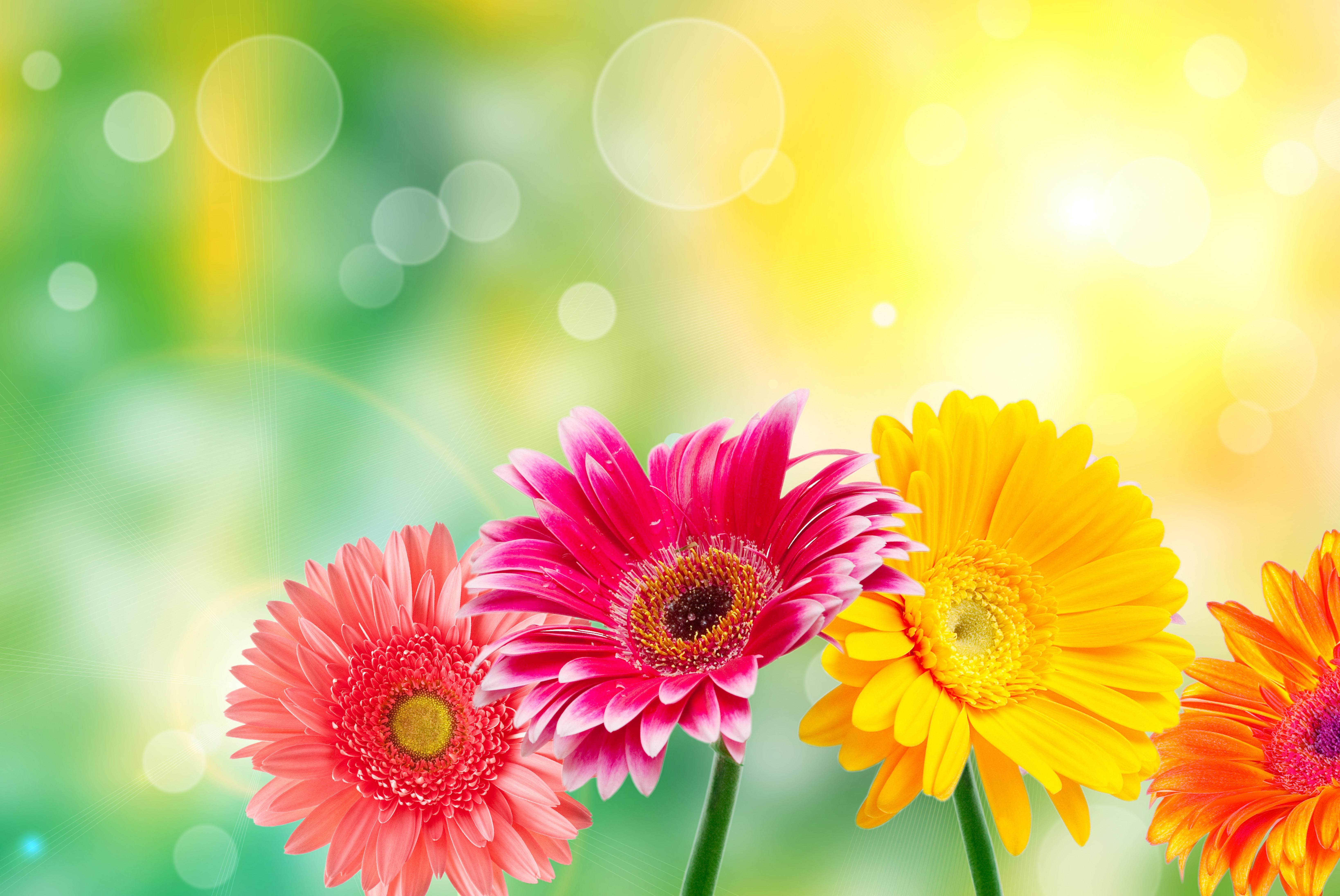 Gerberas in bright sunlight HD Wallpaper