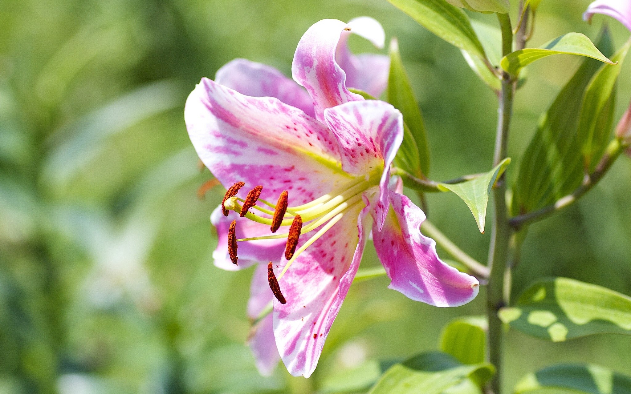 Pink and white lily flower with red stamens HD Wallpaper