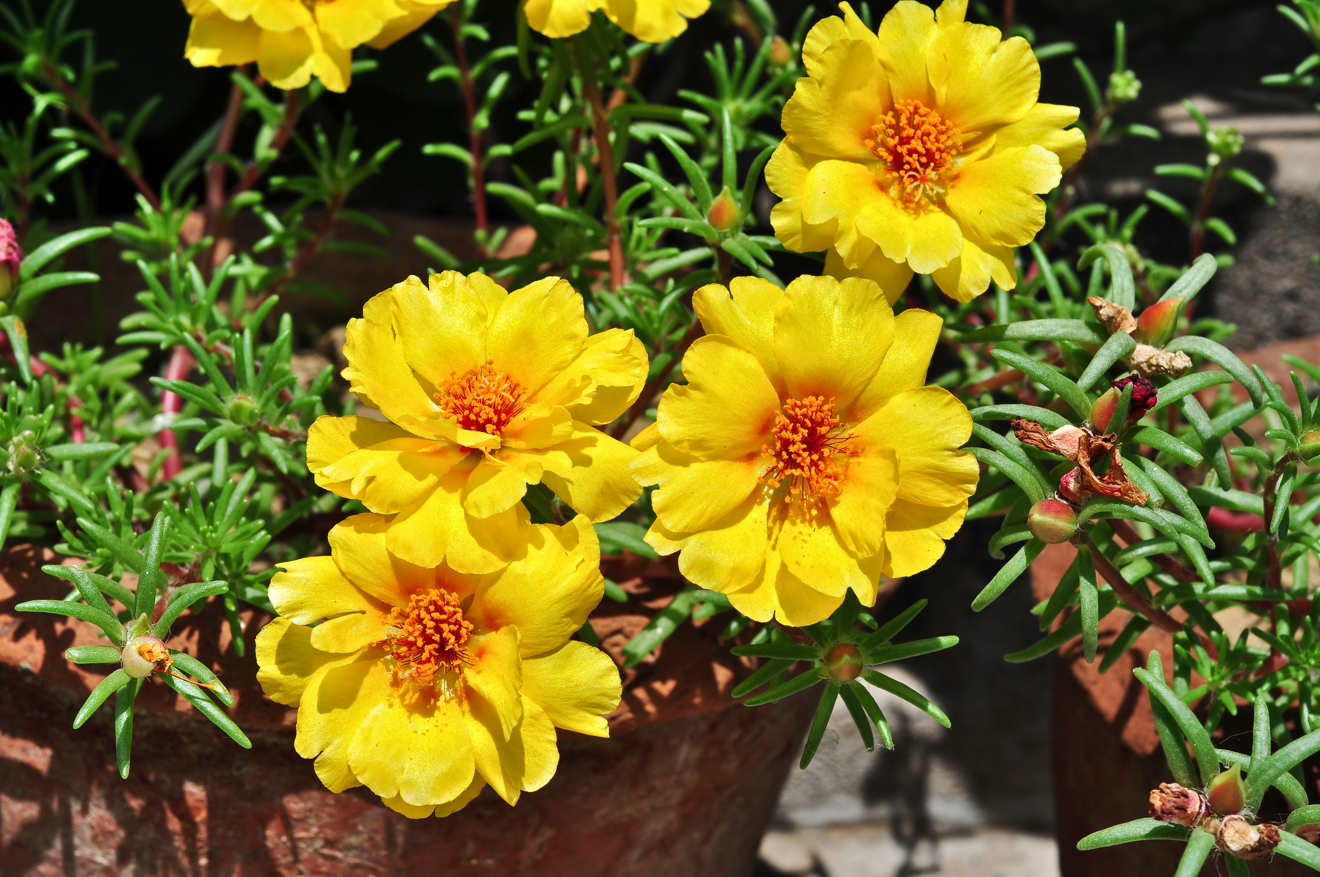 4K Yellow Portulaca Flowers Closeup HD Wallpaper