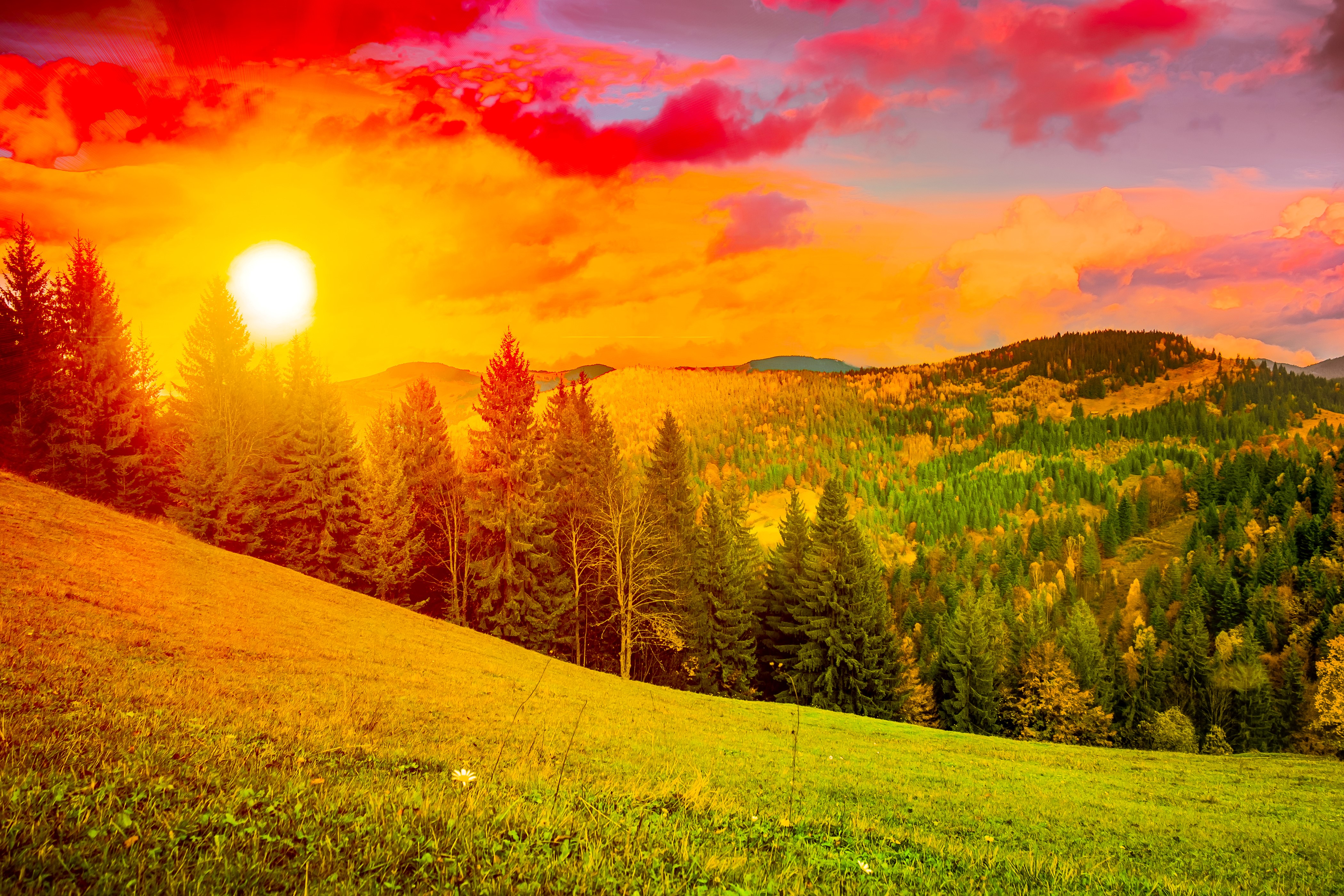 4K Ukraine Mountains Scenery Sunrise Sunset Spruce Sun Grass HD Wallpaper