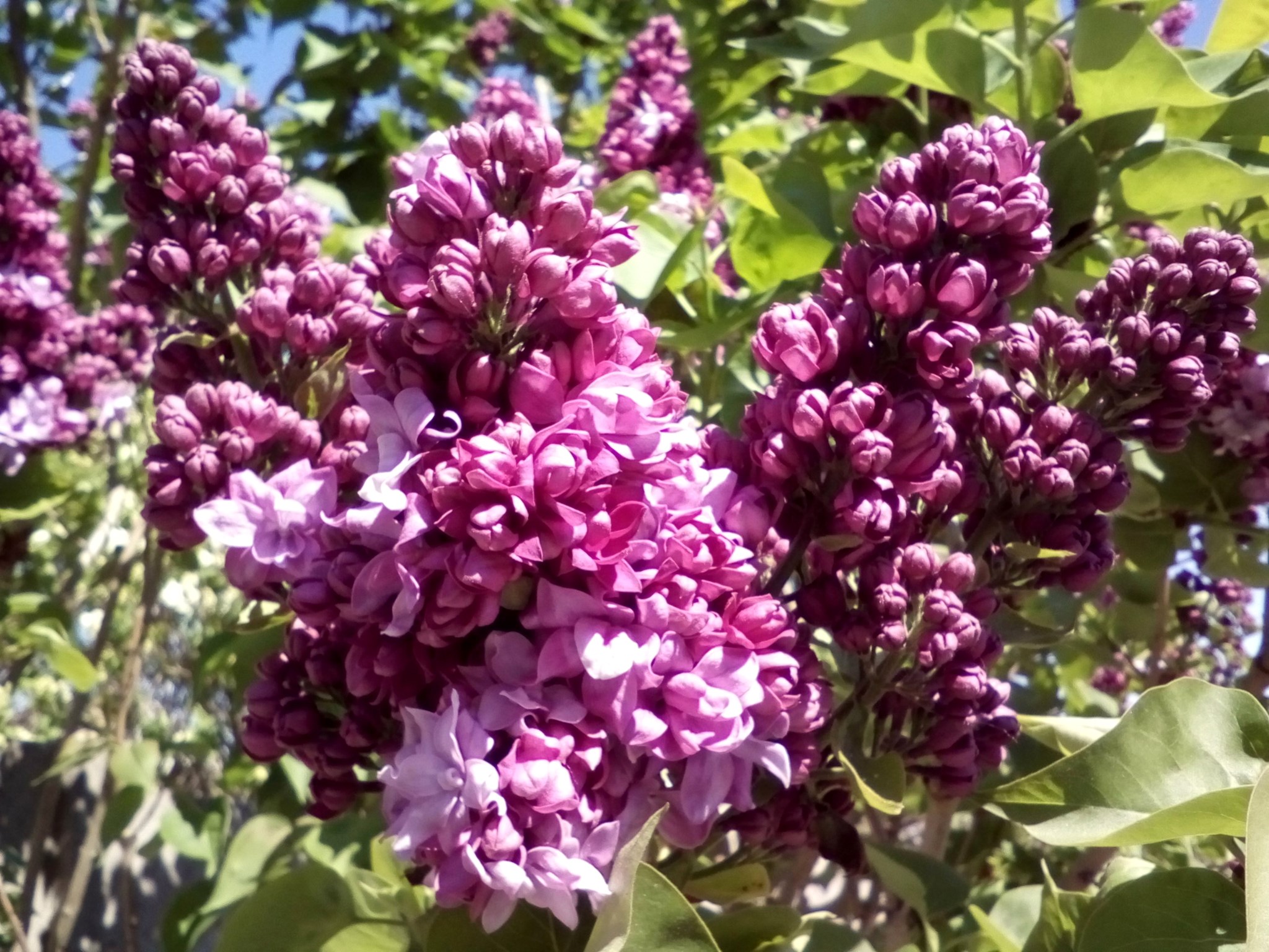 Close-up of purple lilac flowers on branches HD Wallpaper
