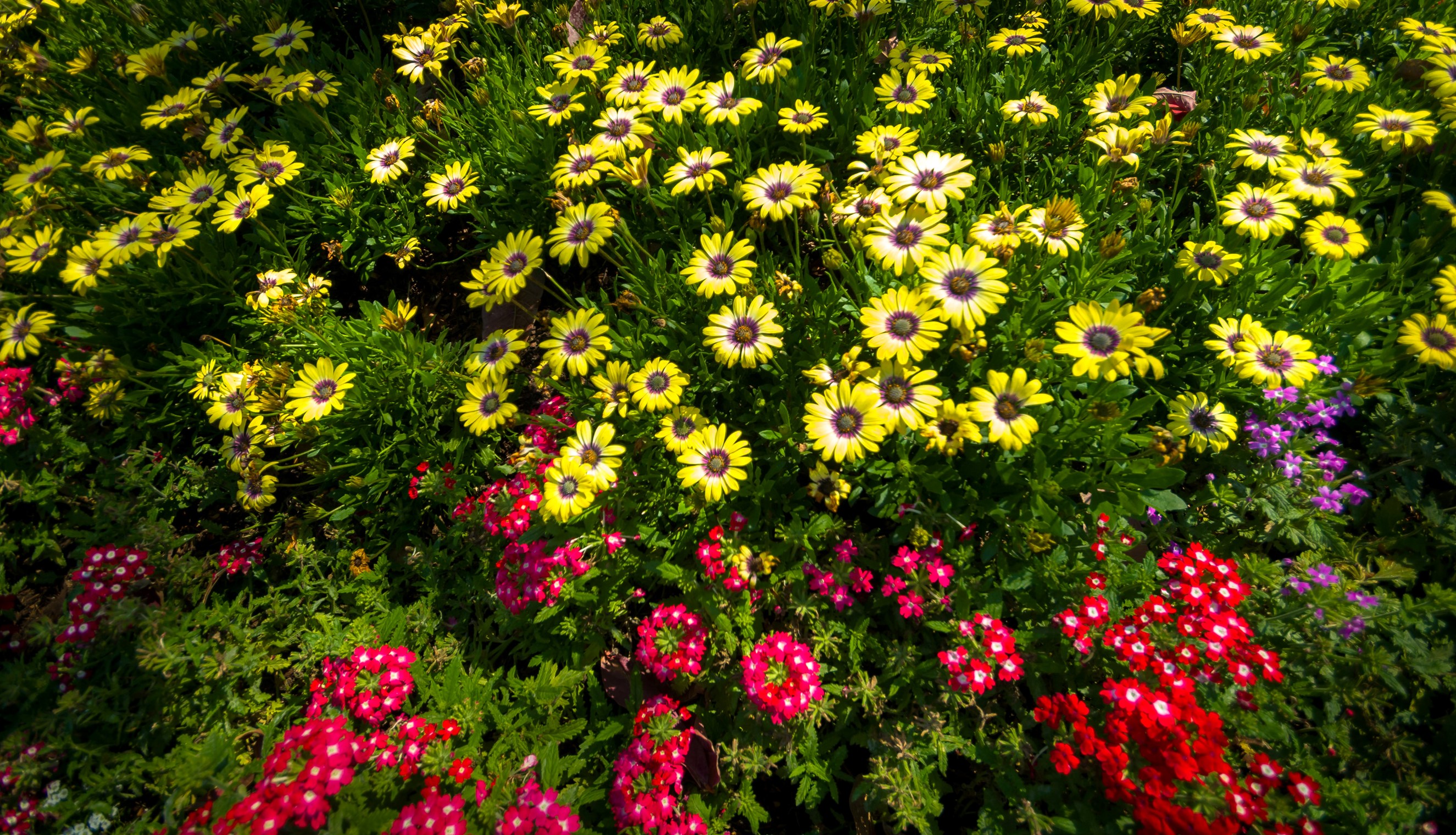 Yellow Gazanias and Red Verbena Flowers HD Wallpaper
