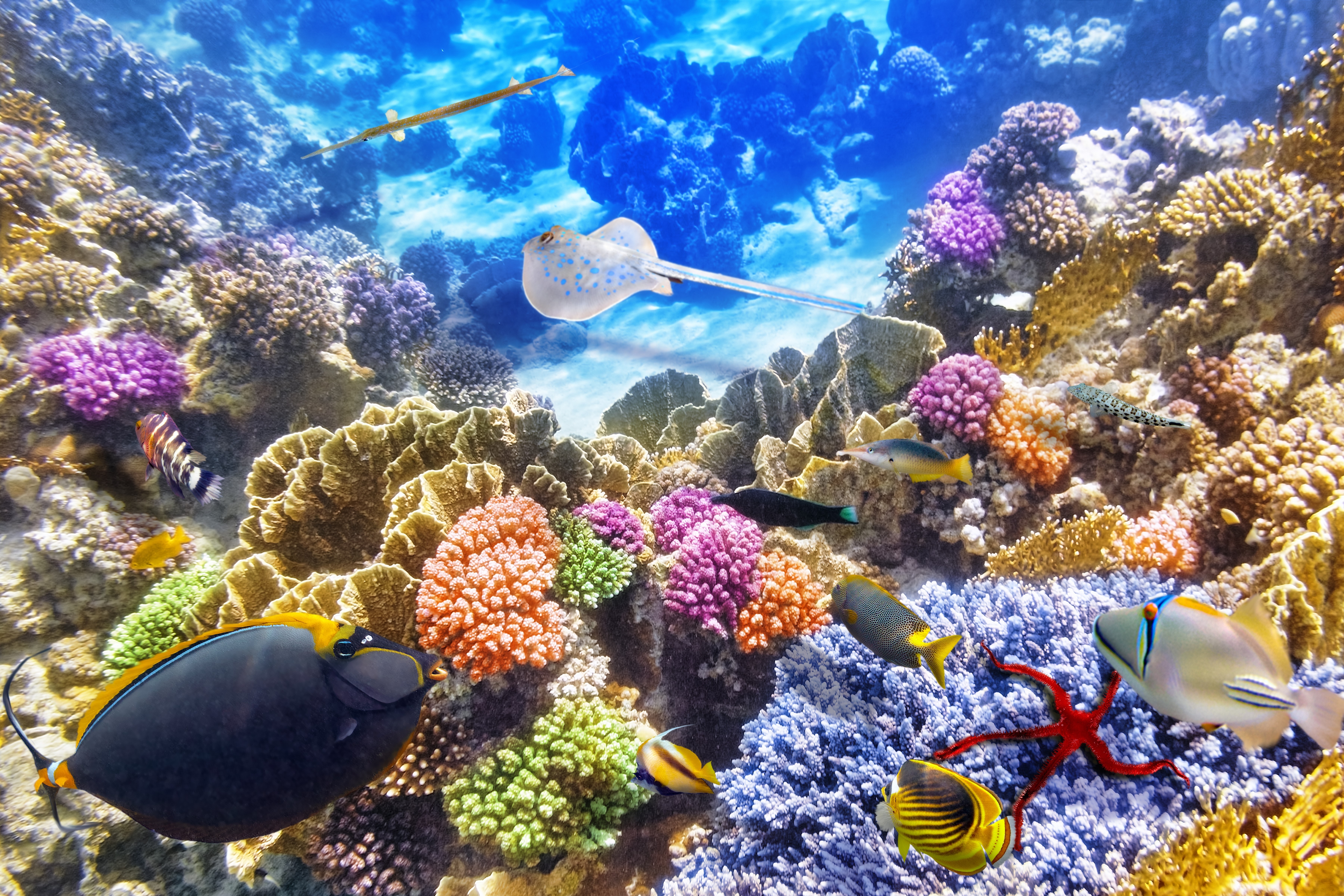Underwater world with corals and fish HD Wallpaper