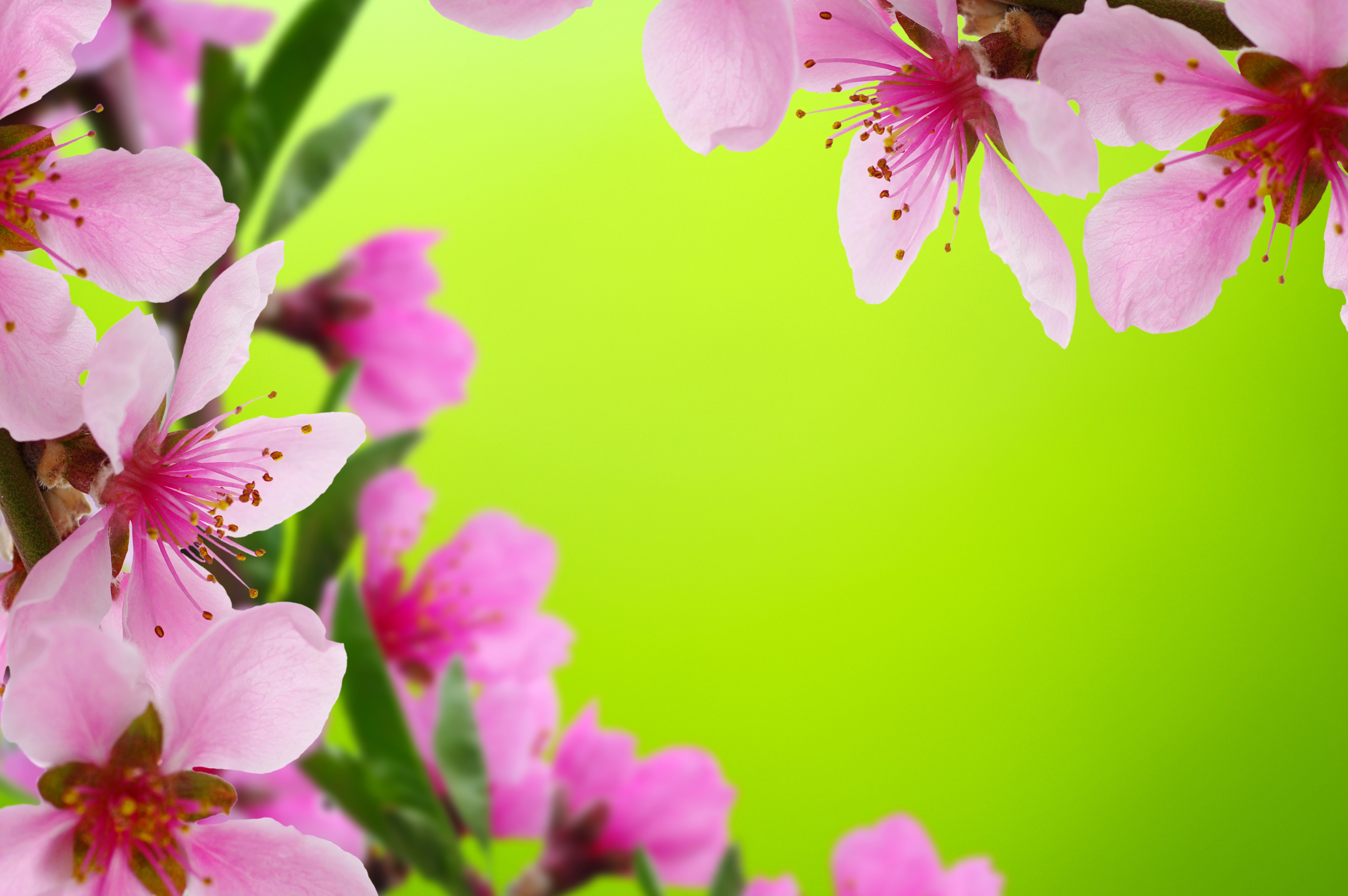 Pink flowers on a green background HD Wallpaper