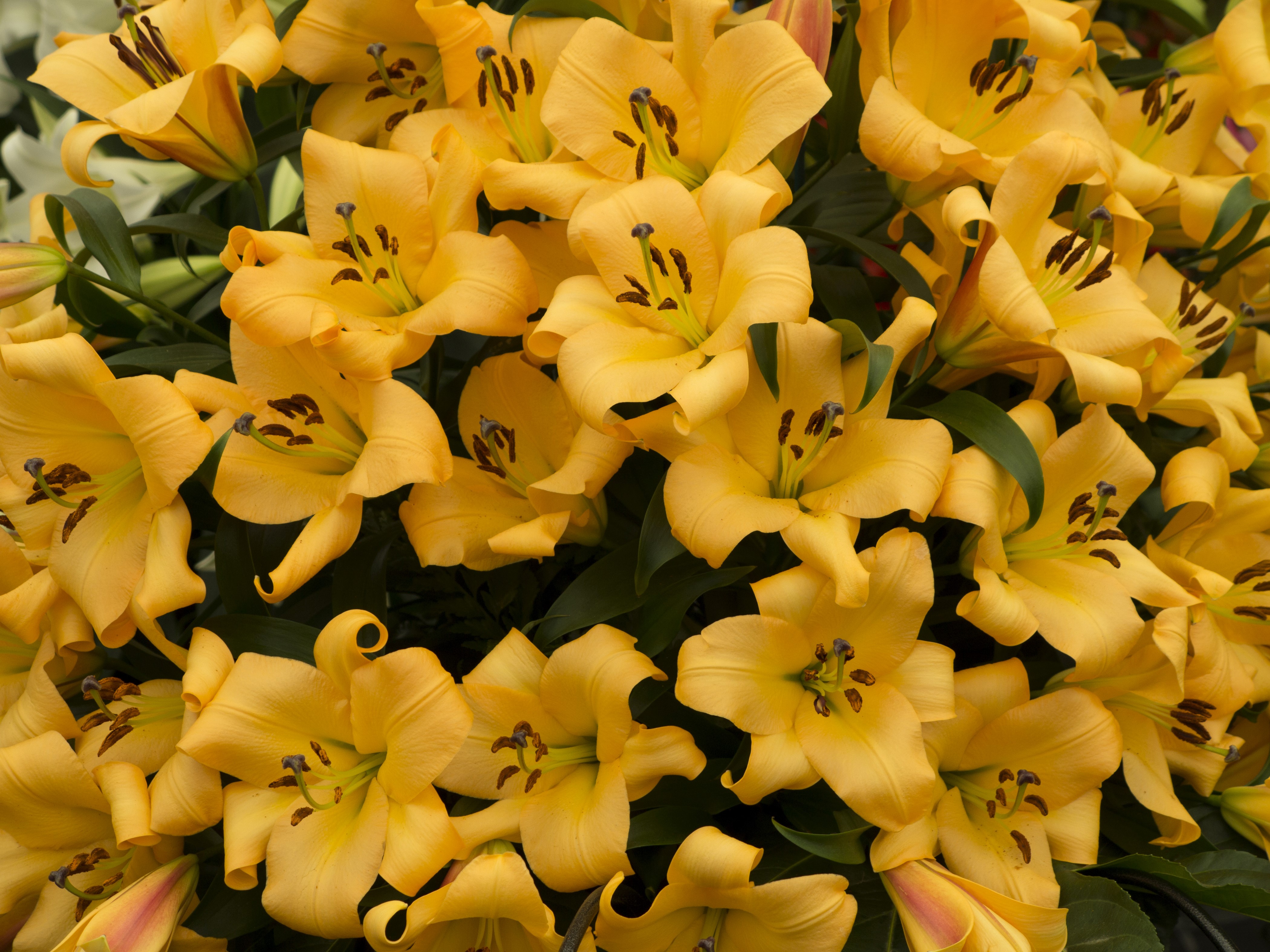 Many Yellow Lilies Closeup HD Wallpaper