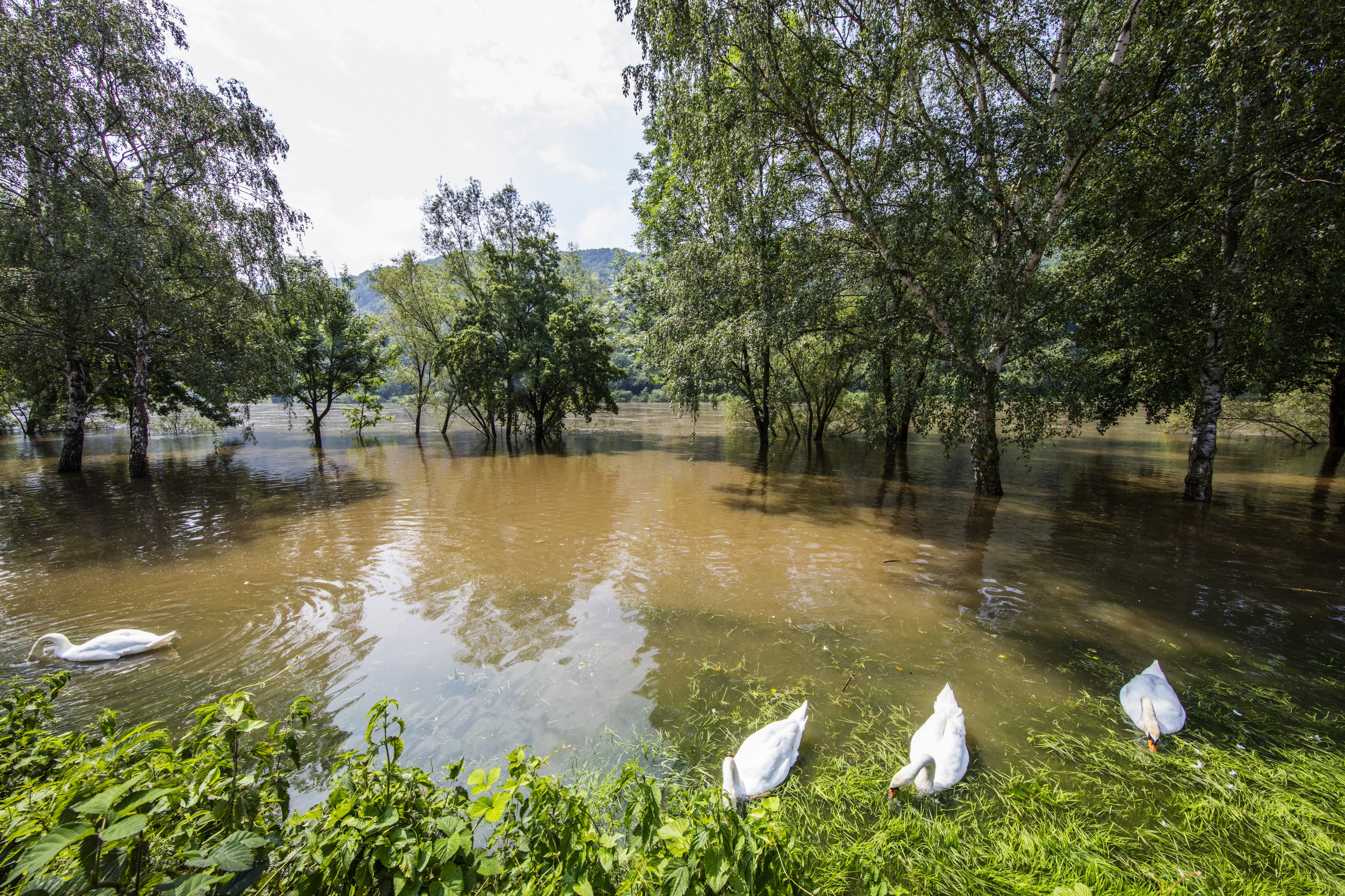 Flooded Mosel River in Germany with Swans and Trees HD Wallpaper