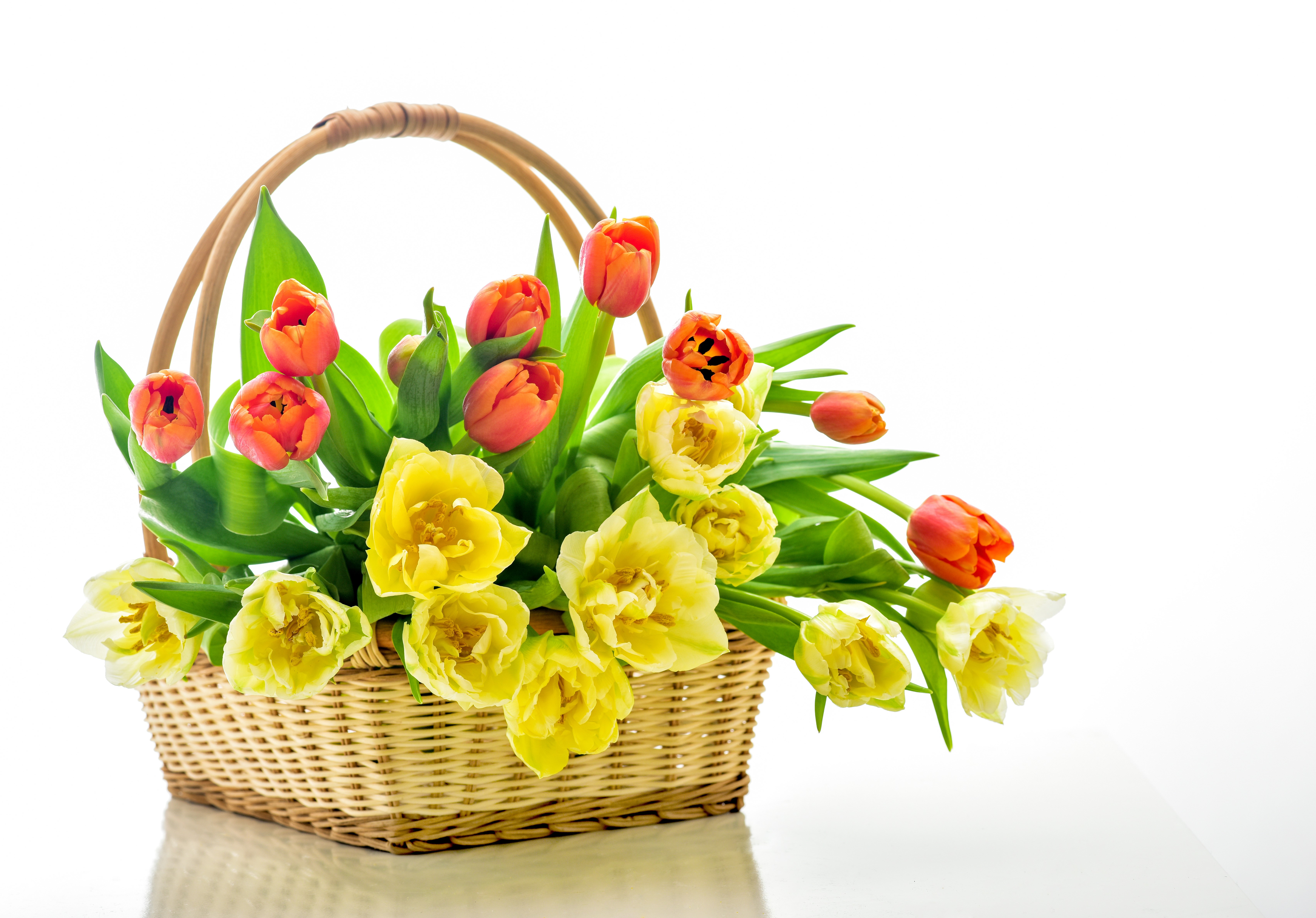 Tulips in a wicker basket on a white background HD Wallpaper