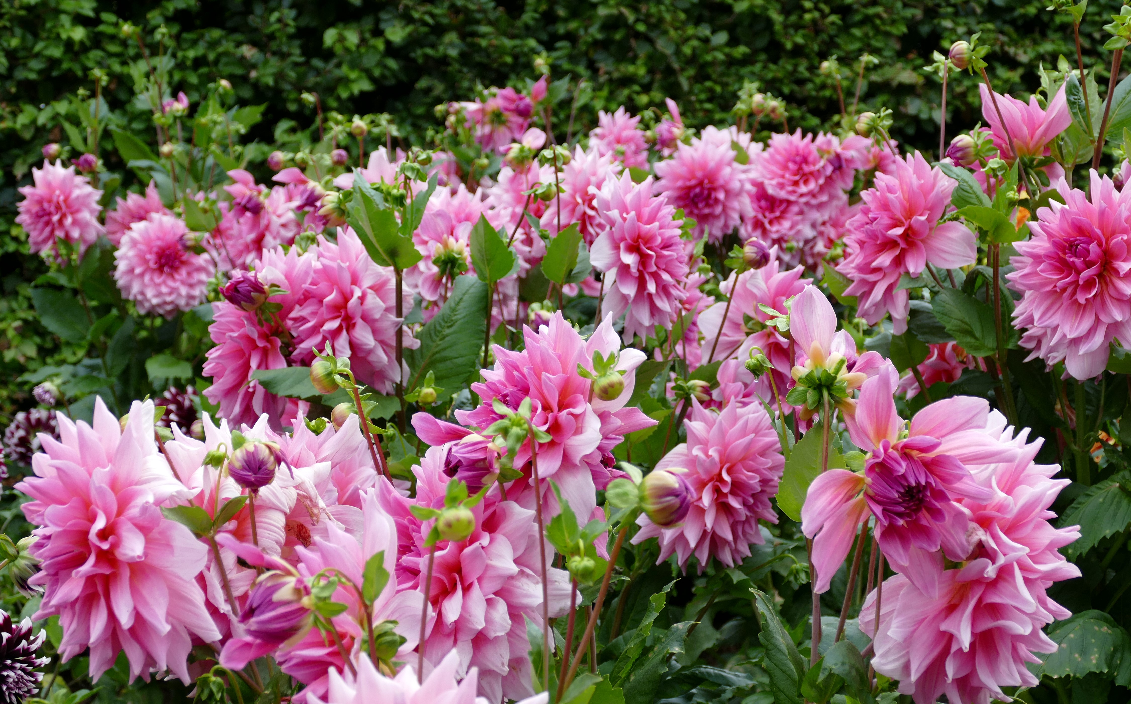 4K Pink Dahlias Closeup HD Wallpaper