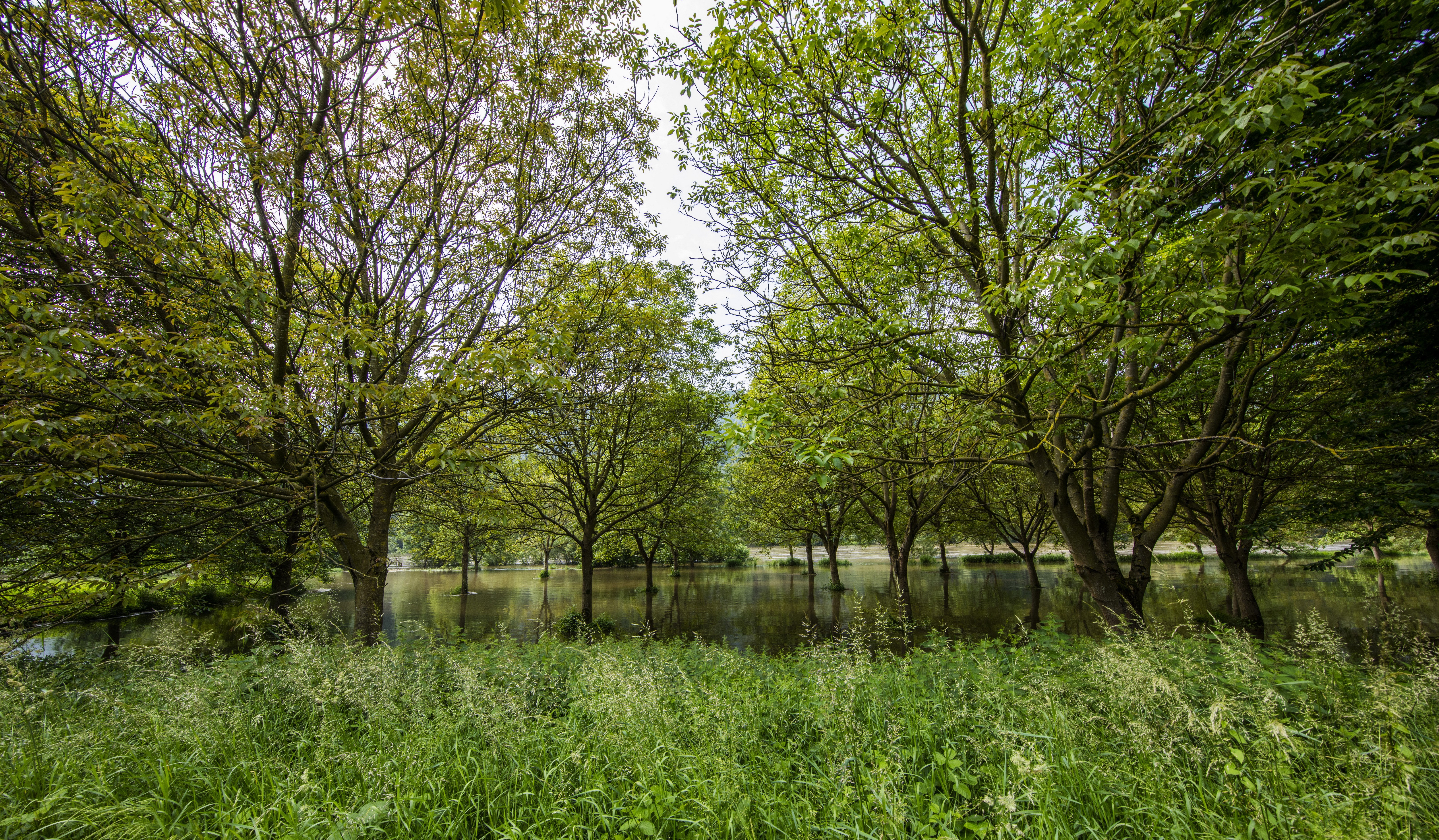 Flooded park with trees and grass in Germany HD Wallpaper